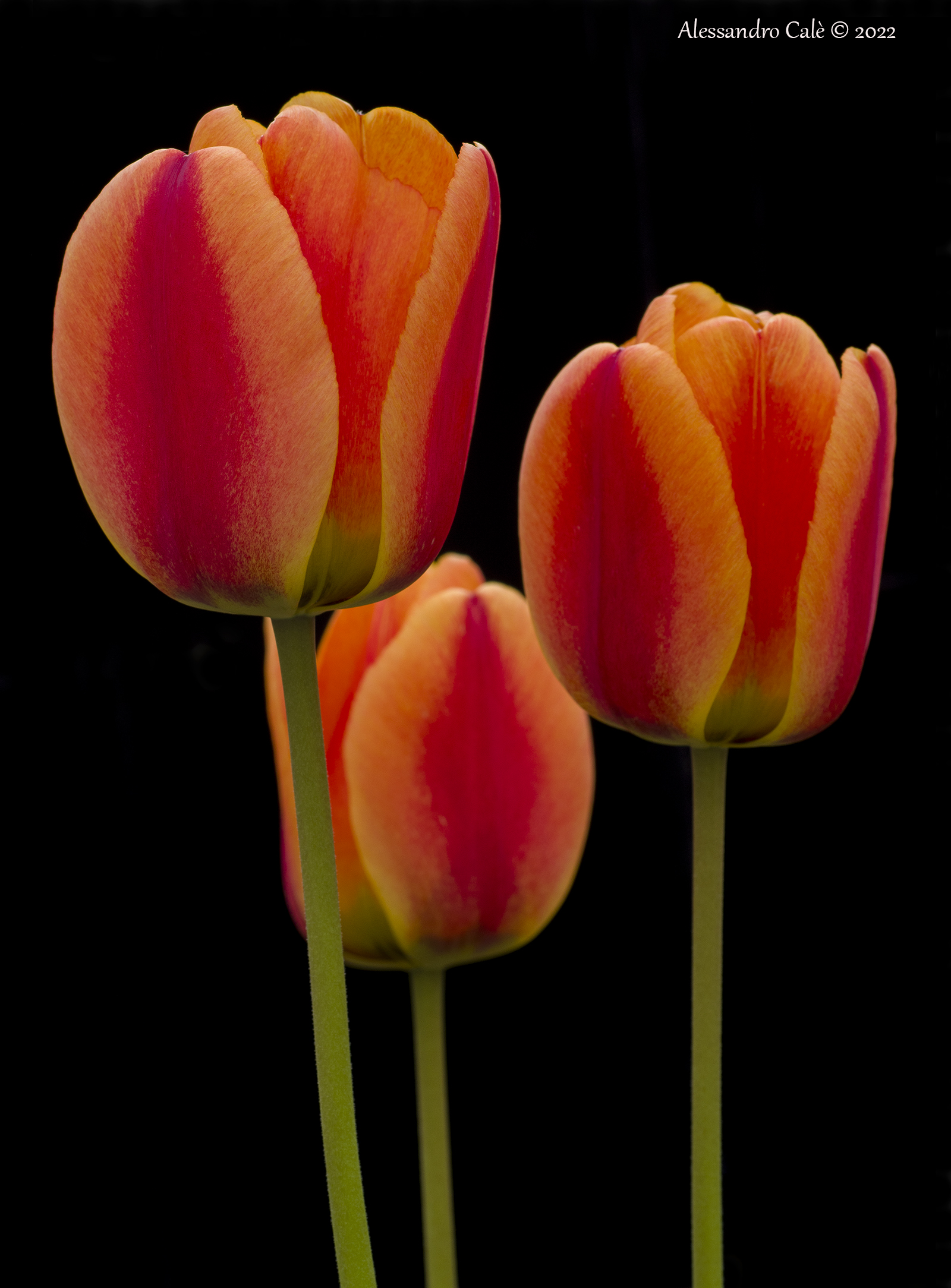 Anna's tulips 5720