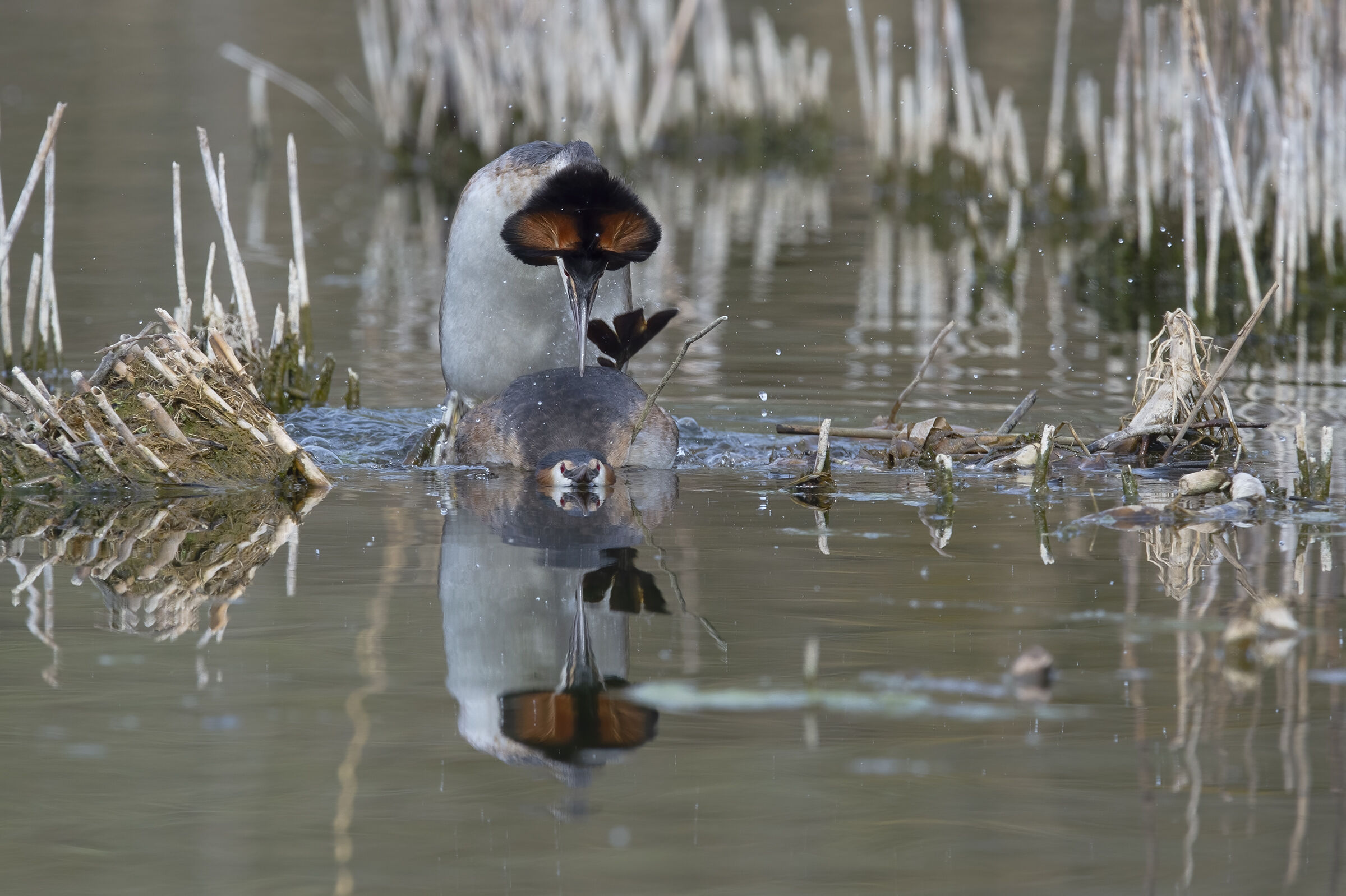 Great Grebe (Podiceps cristatus)