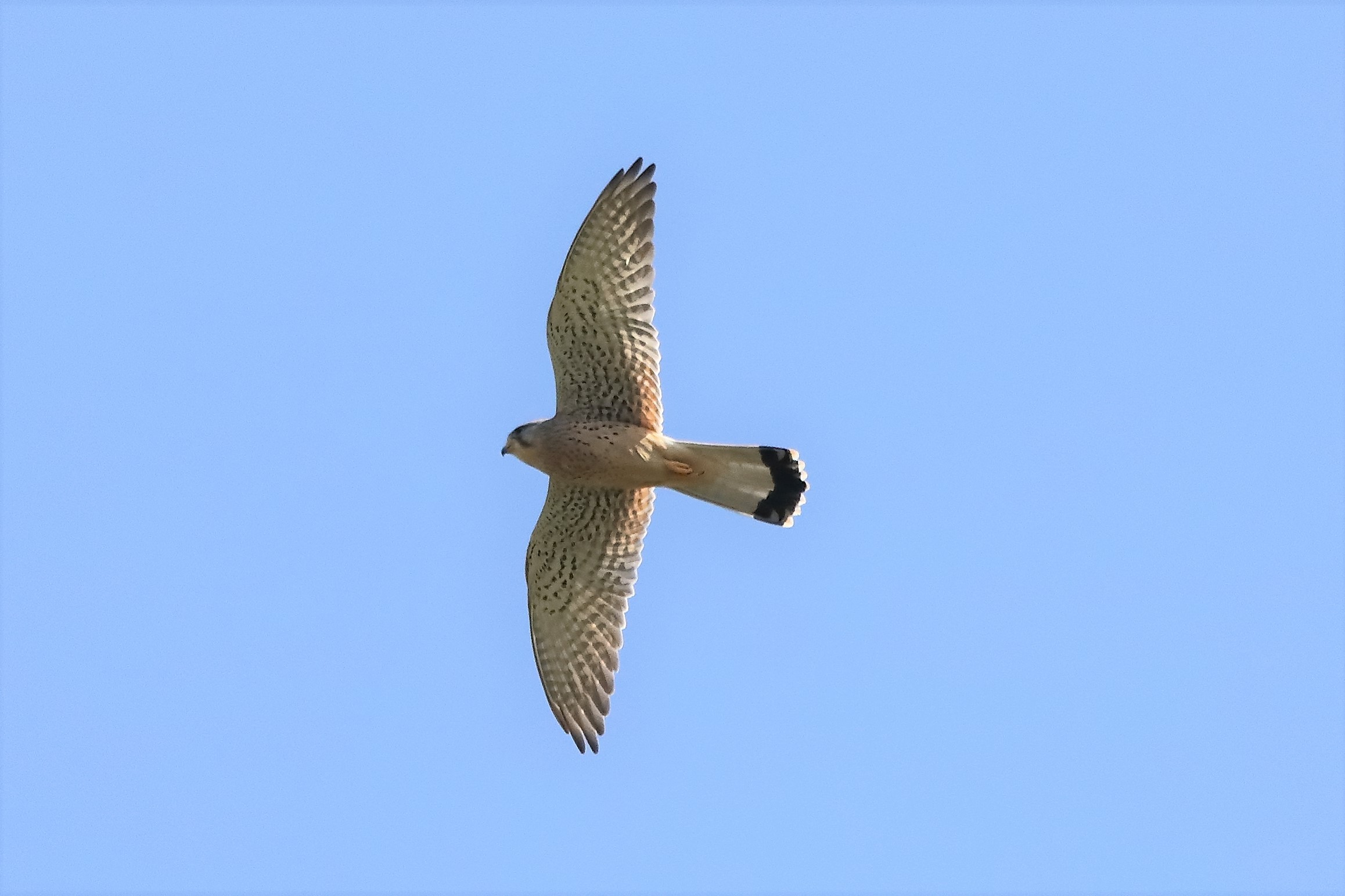 kestrel 08-04-2022