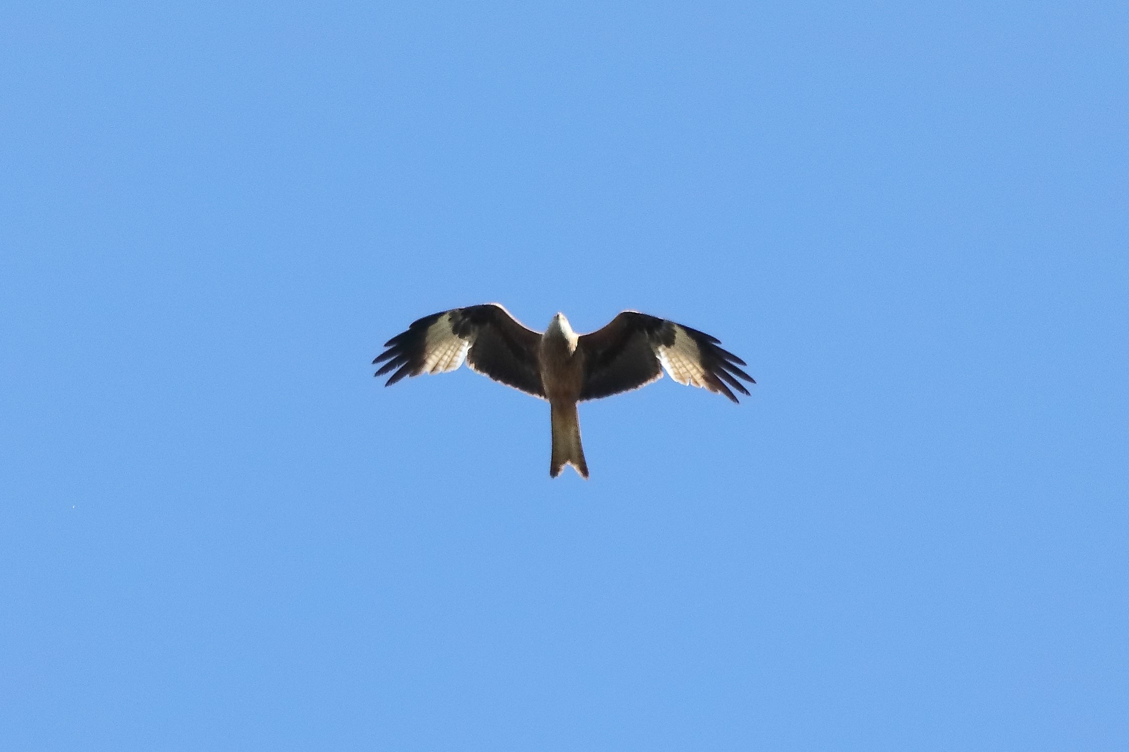 red kite 10-04-2022