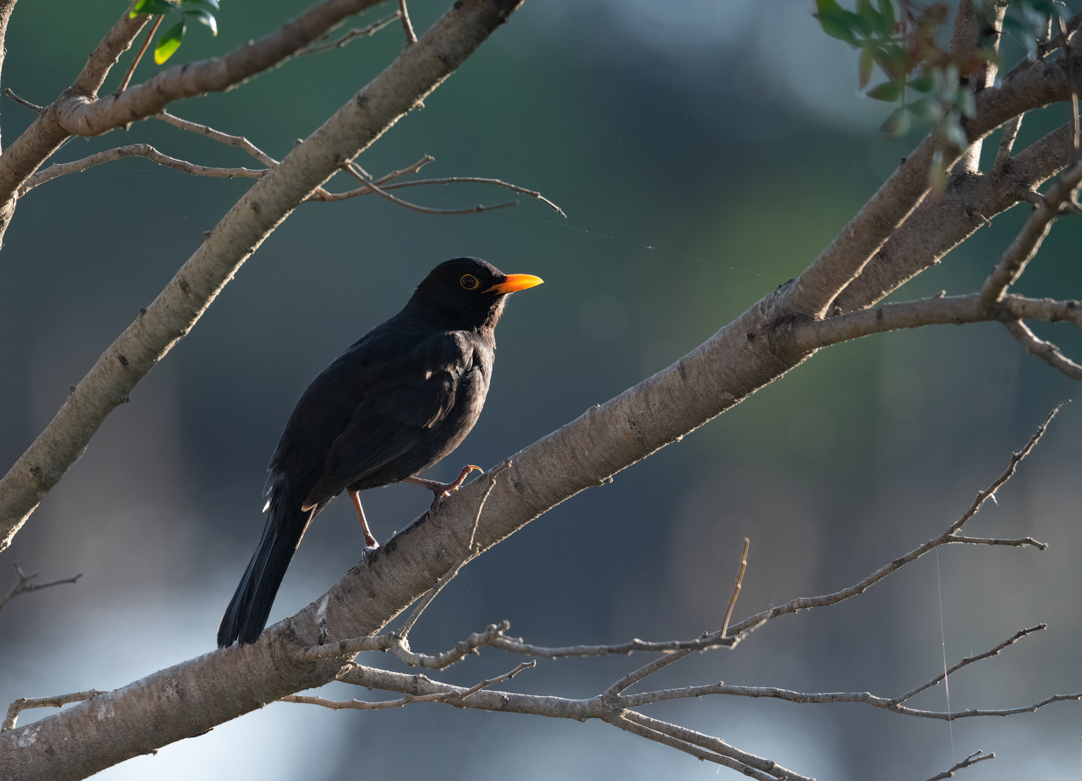 male blackbird