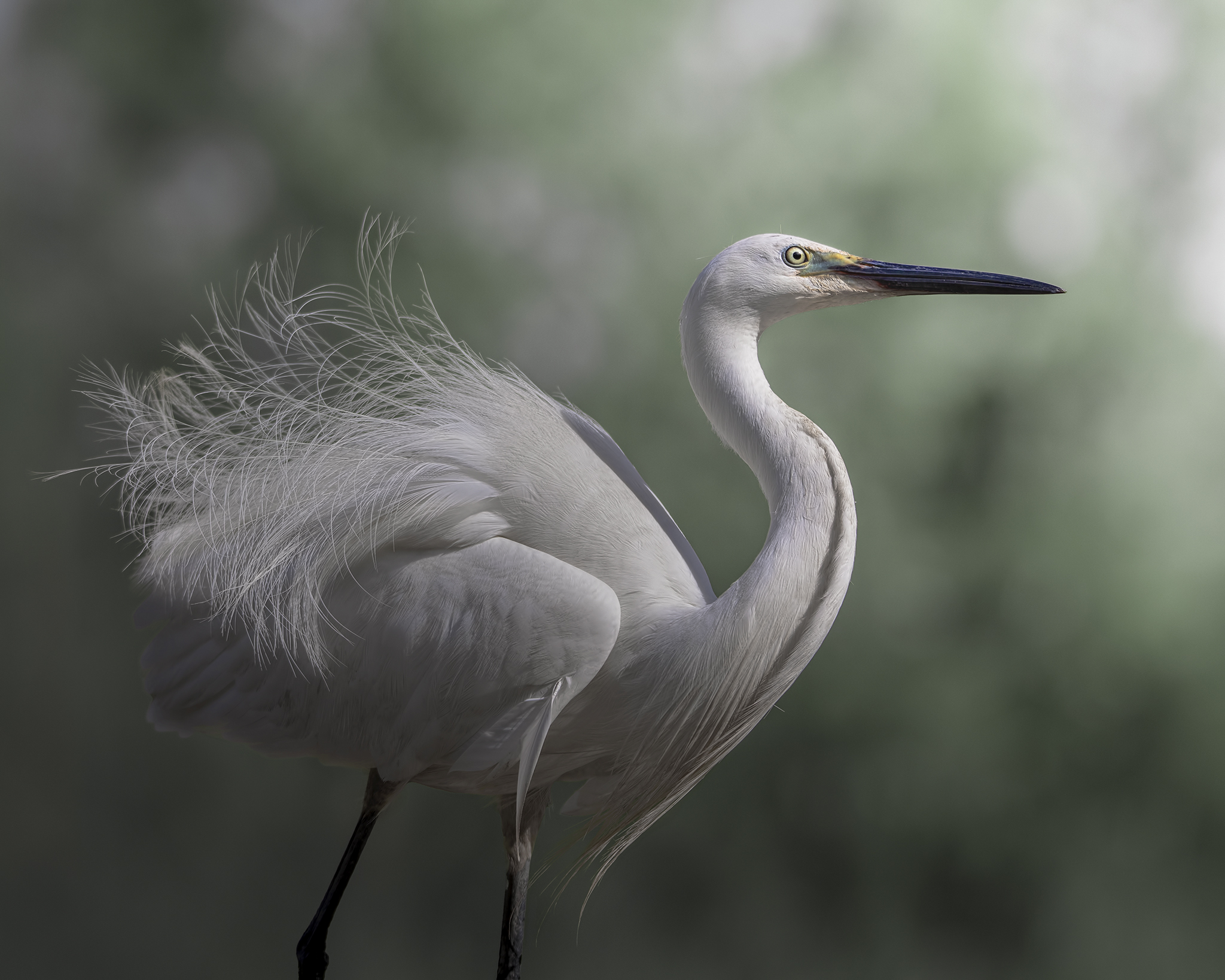 The lake of the Egrets
