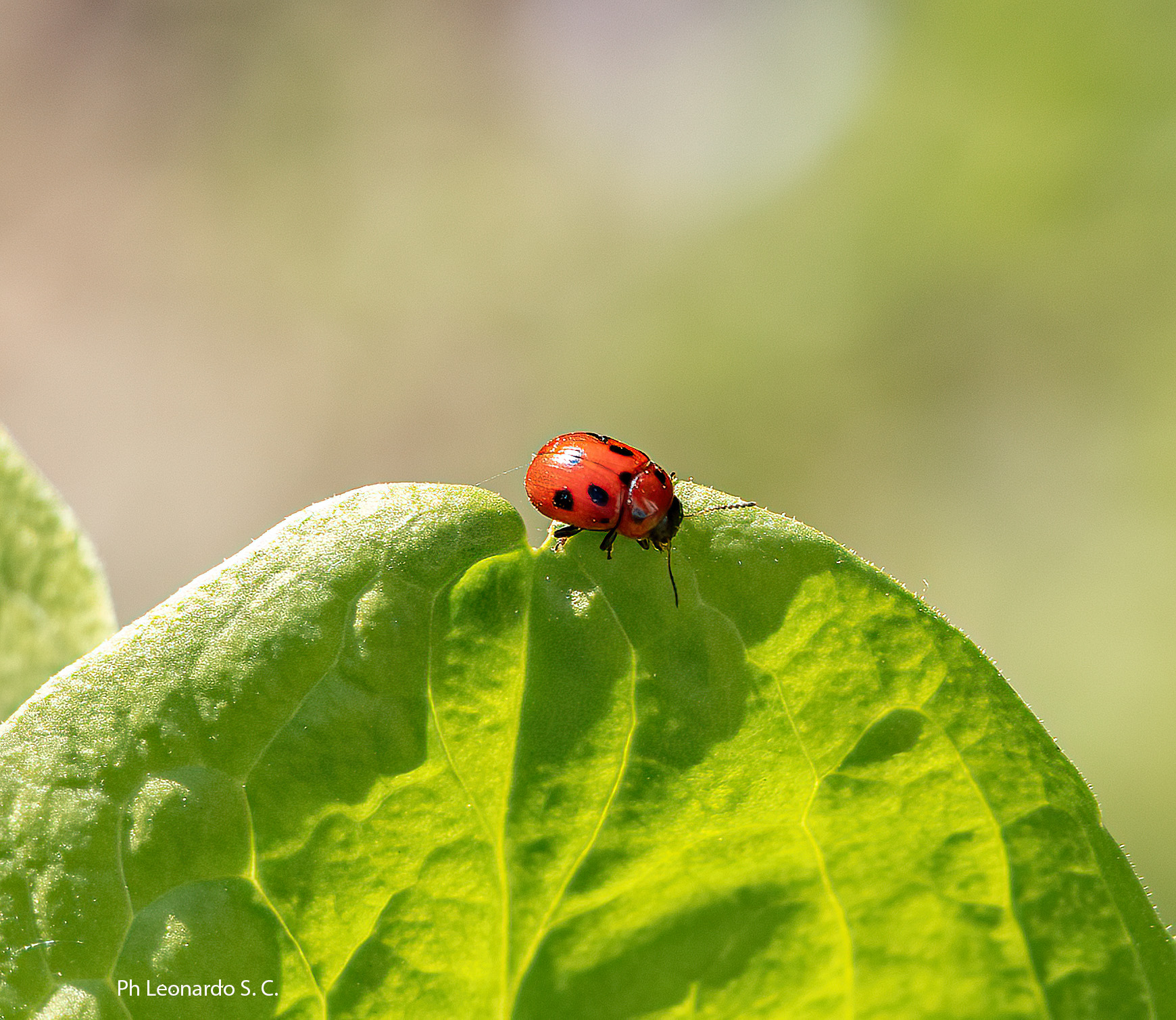 coccinella