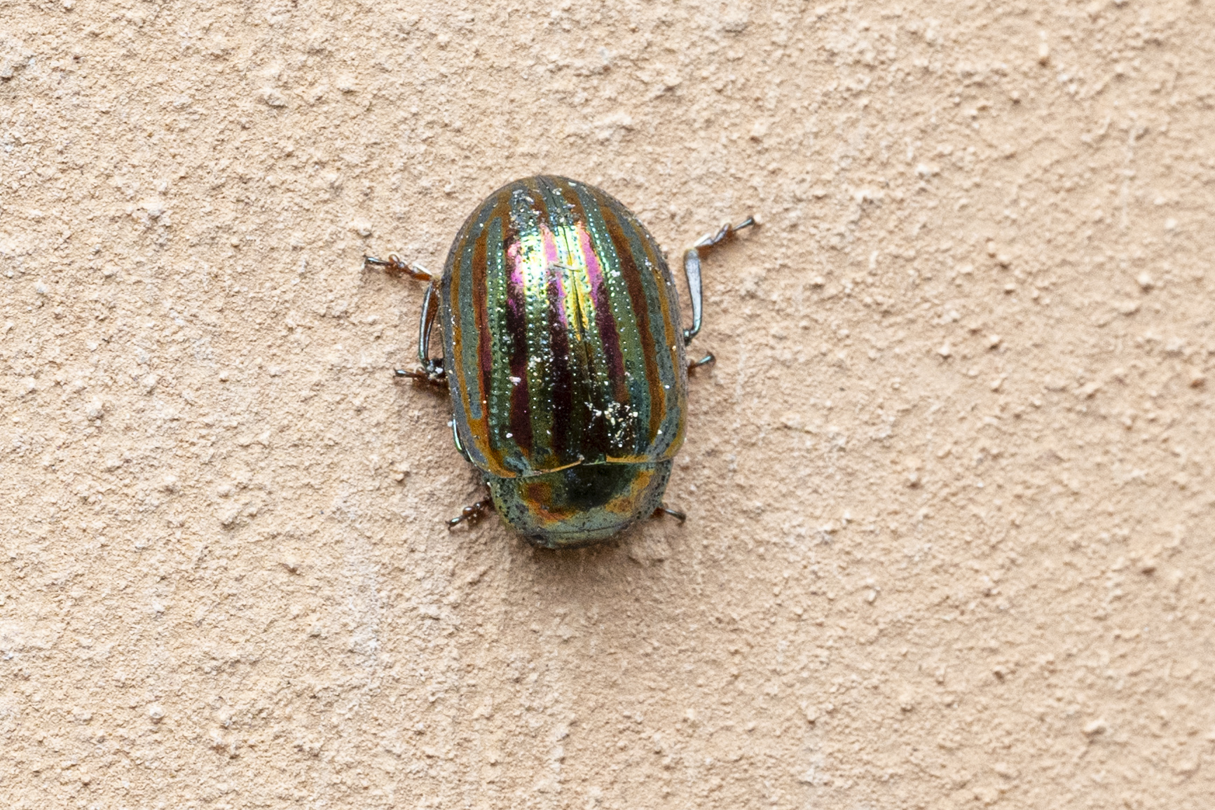 Chrysolina americana