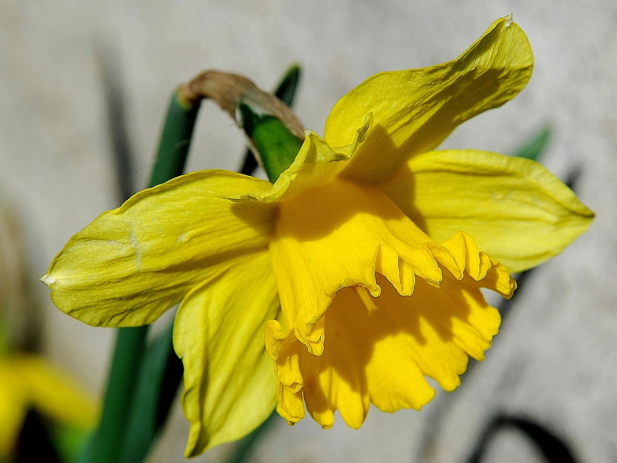 First blooms Pasquali