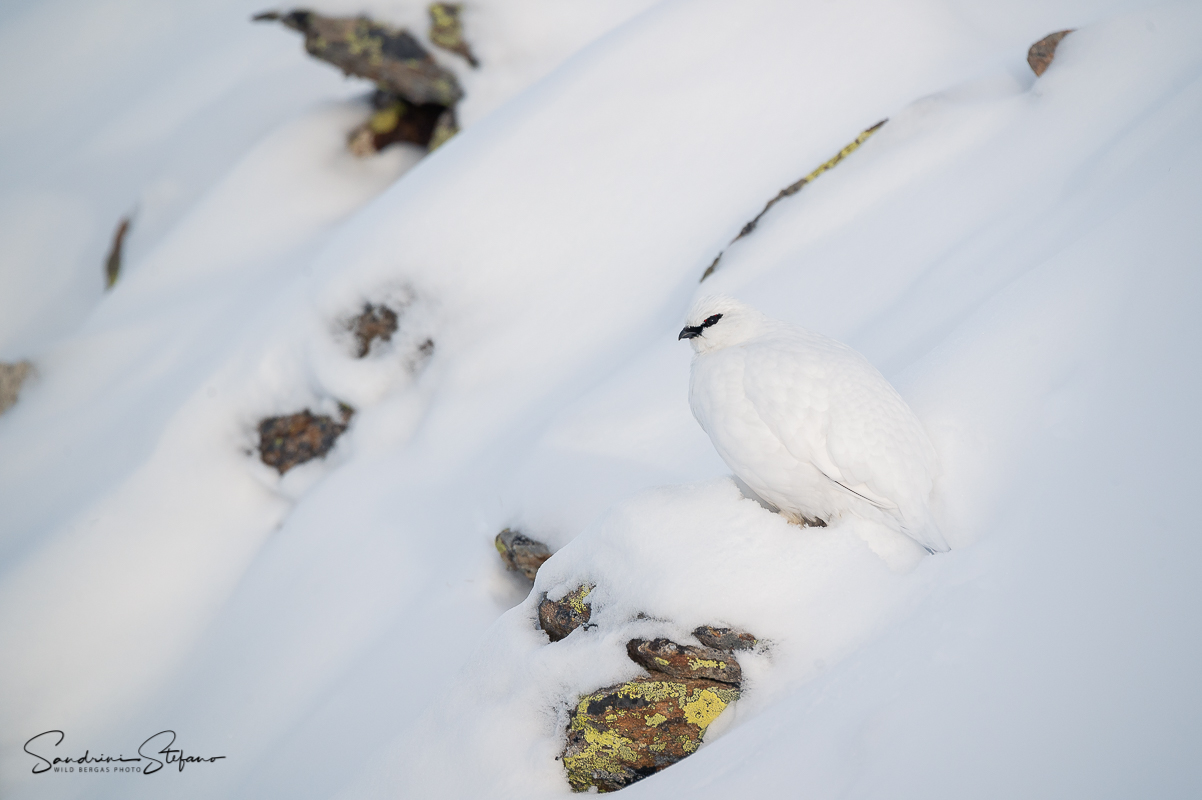 Ptarmigan