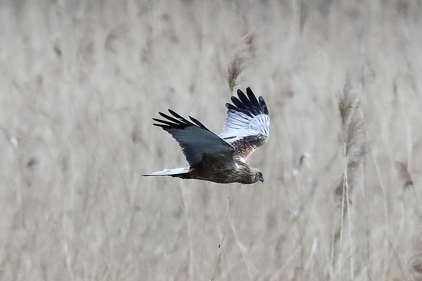 marsh harrier 04-04-2022