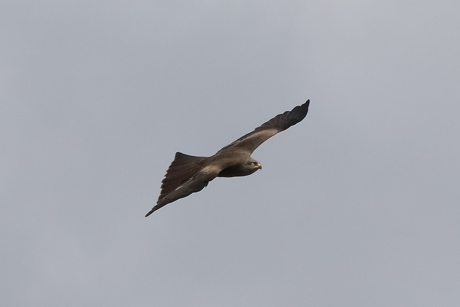 black kite 04-04-2022