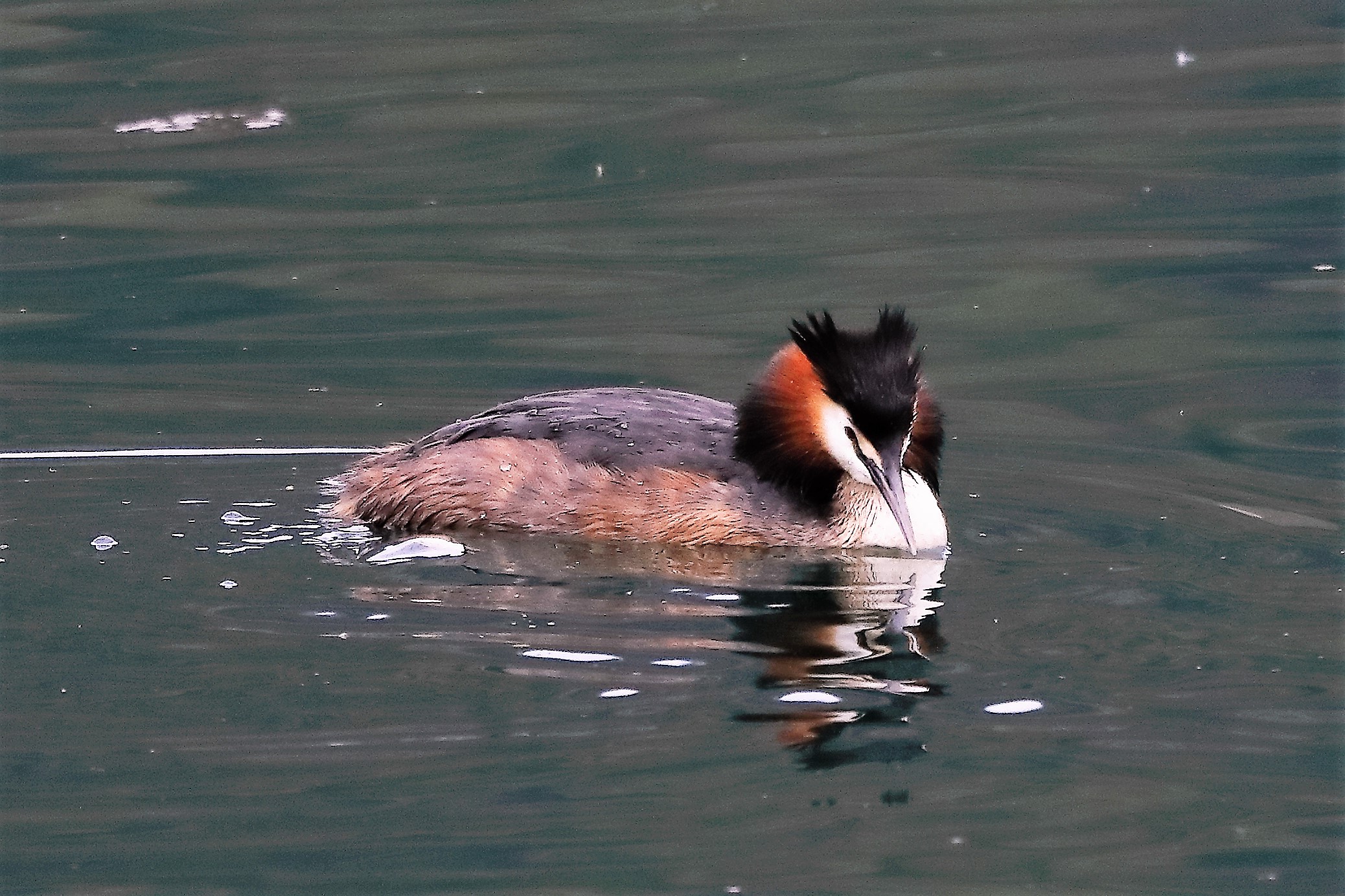 grebe 04-04-2022