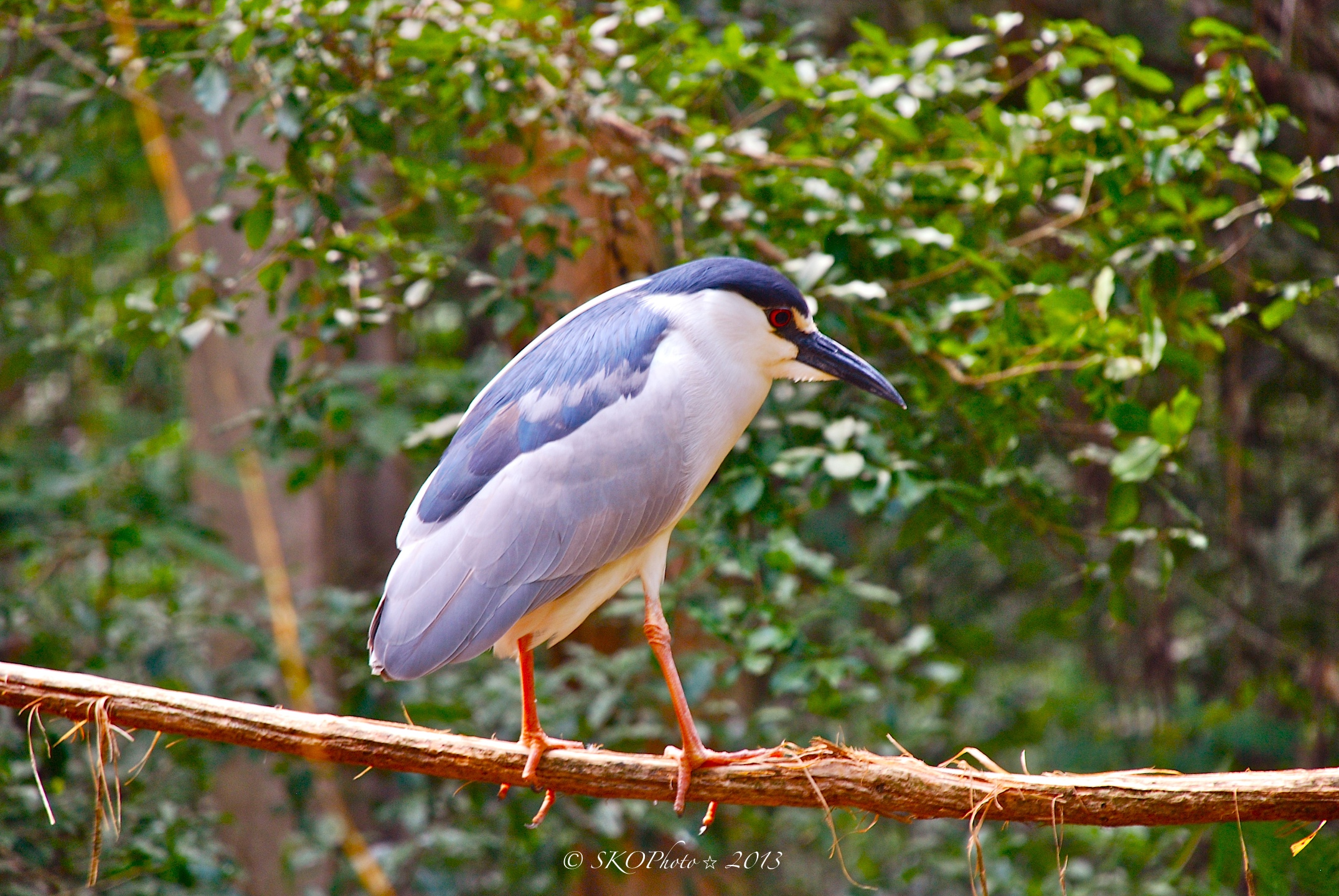 Nitticora / Nycticorax nycticorax
