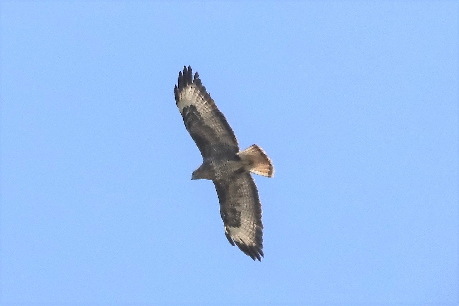 buzzard 05-04-2022