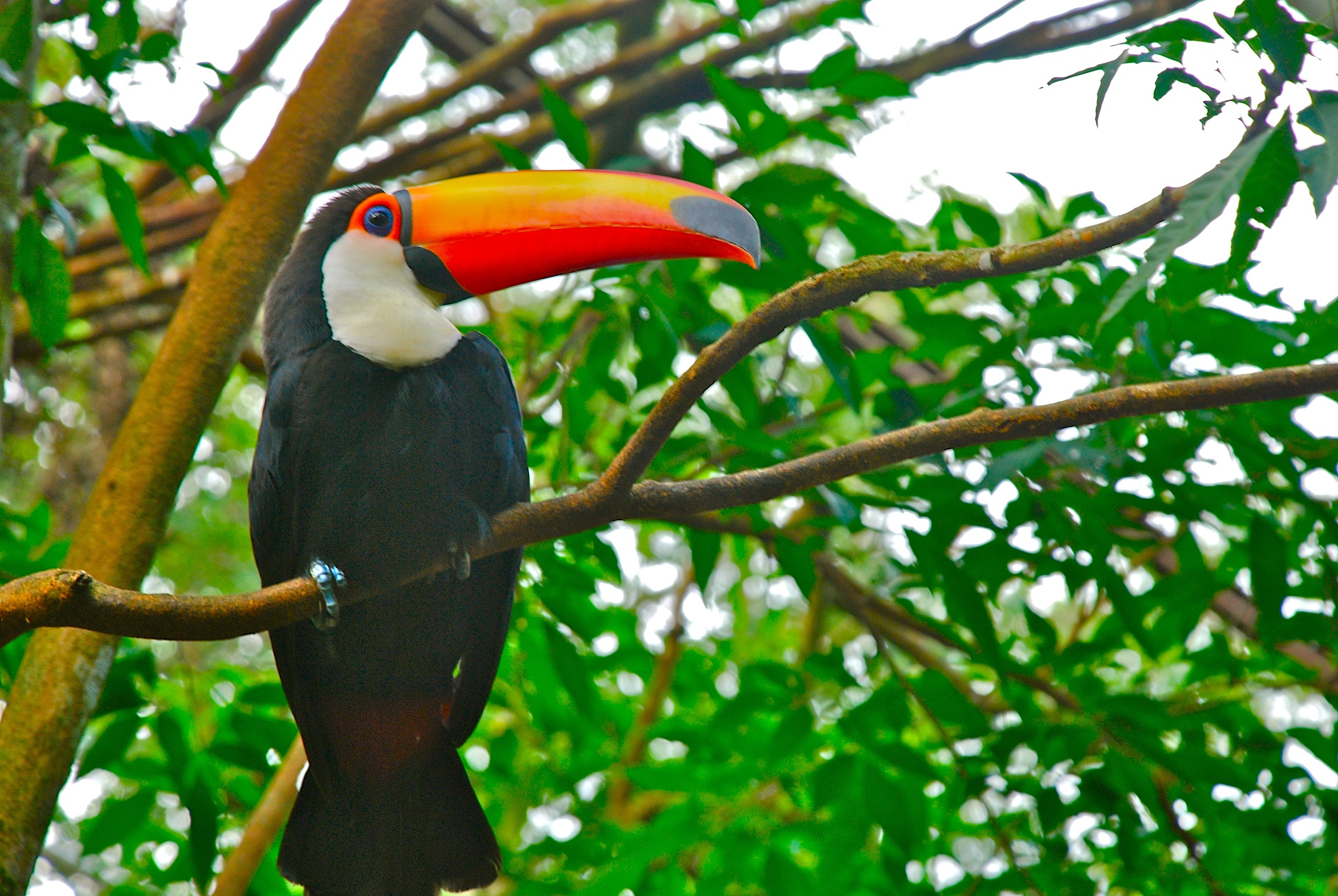Tucano toco / Ramphastos toco