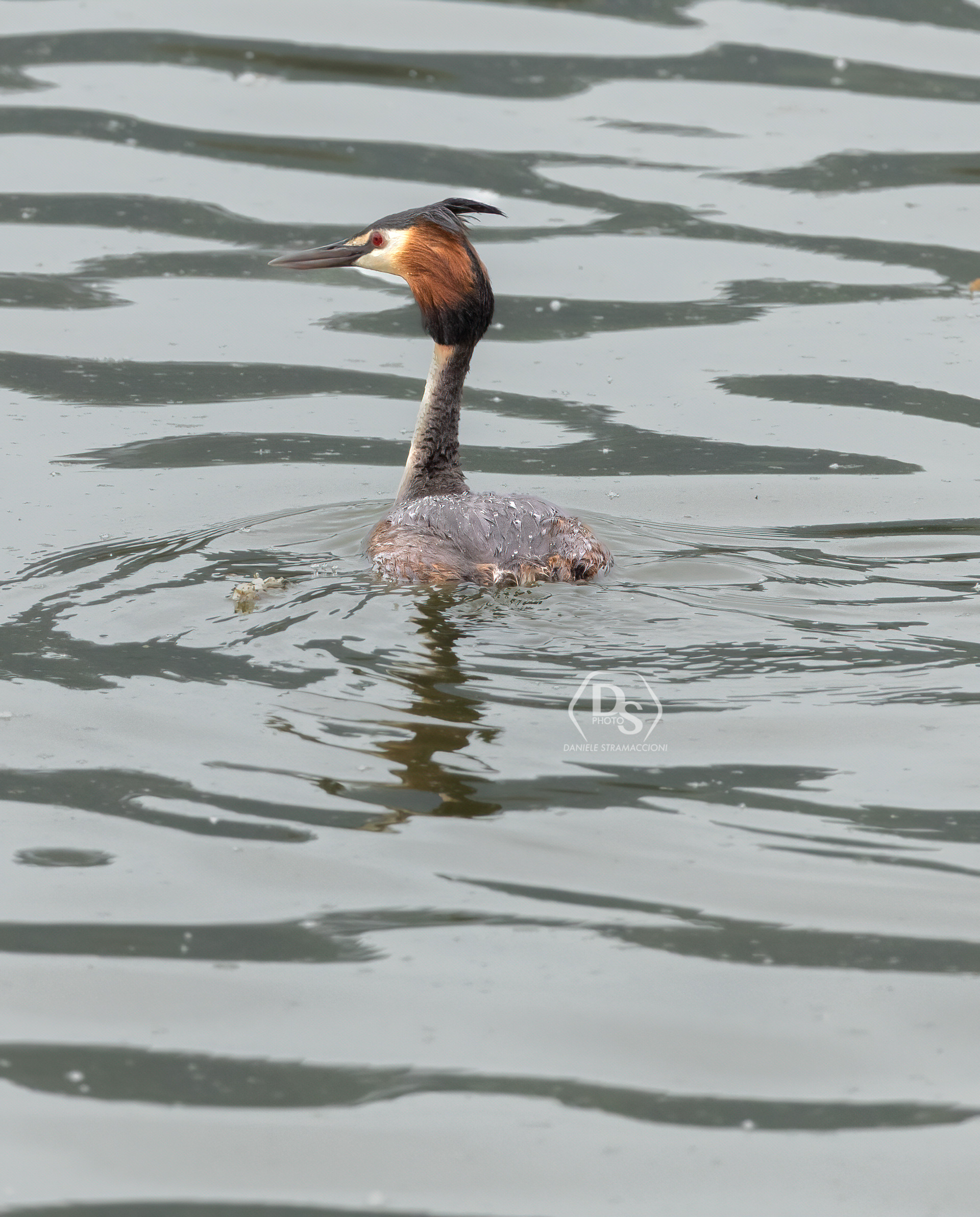 Great crested grebe