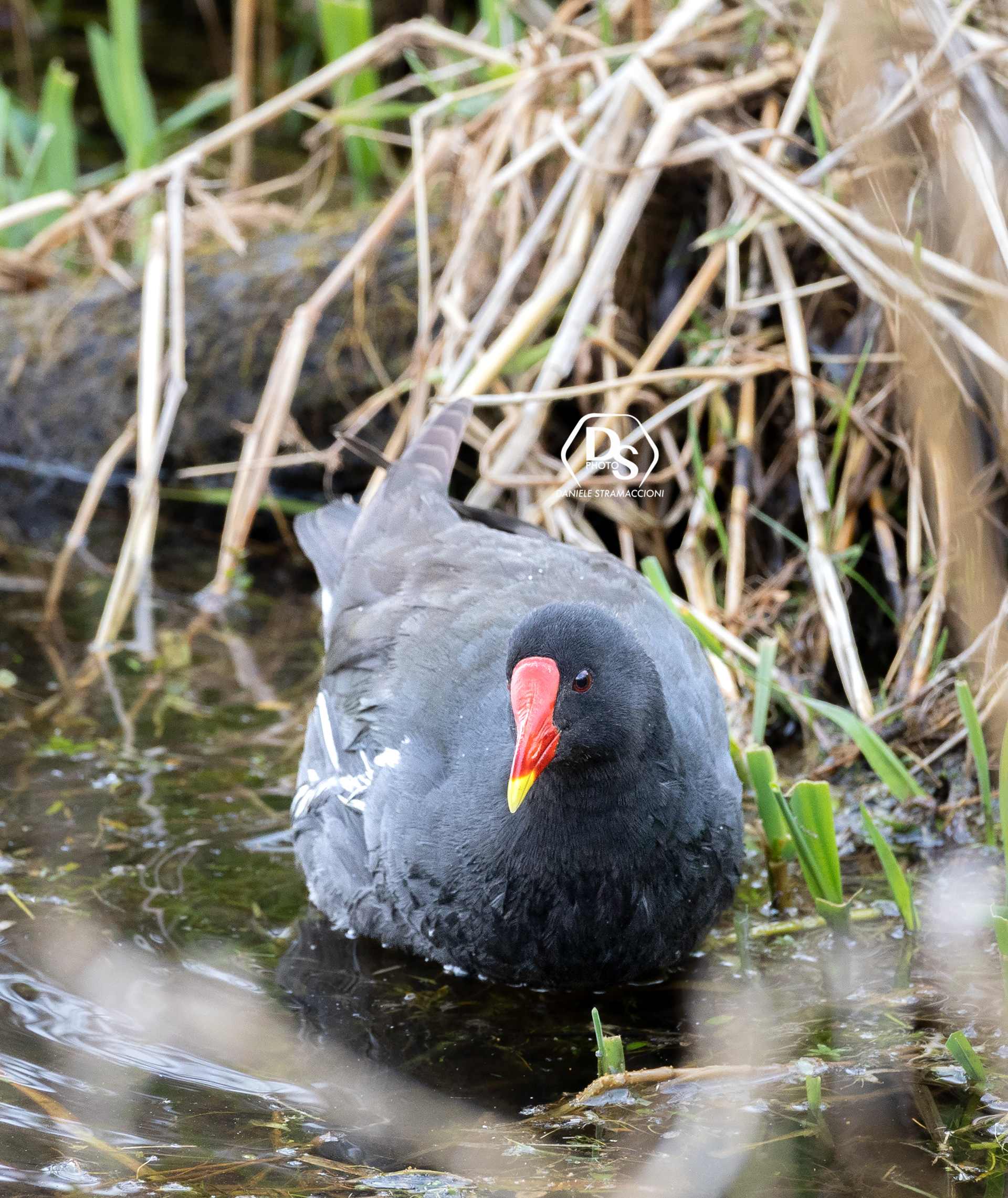 Gallinella (Italy)