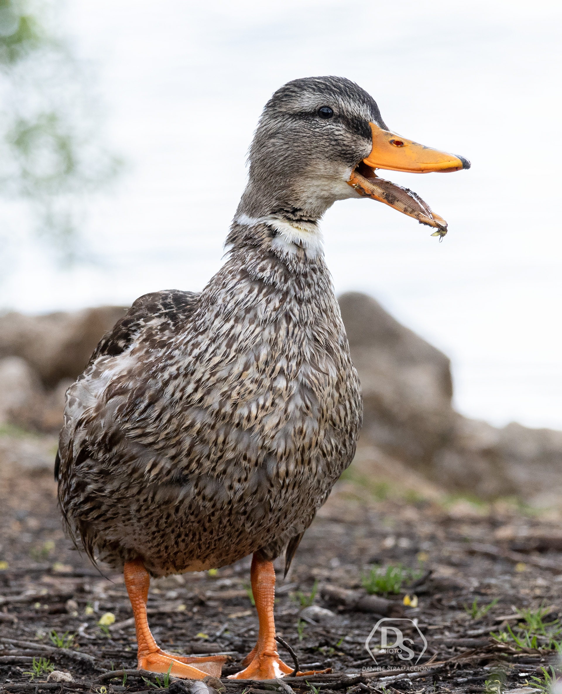 Mallard
