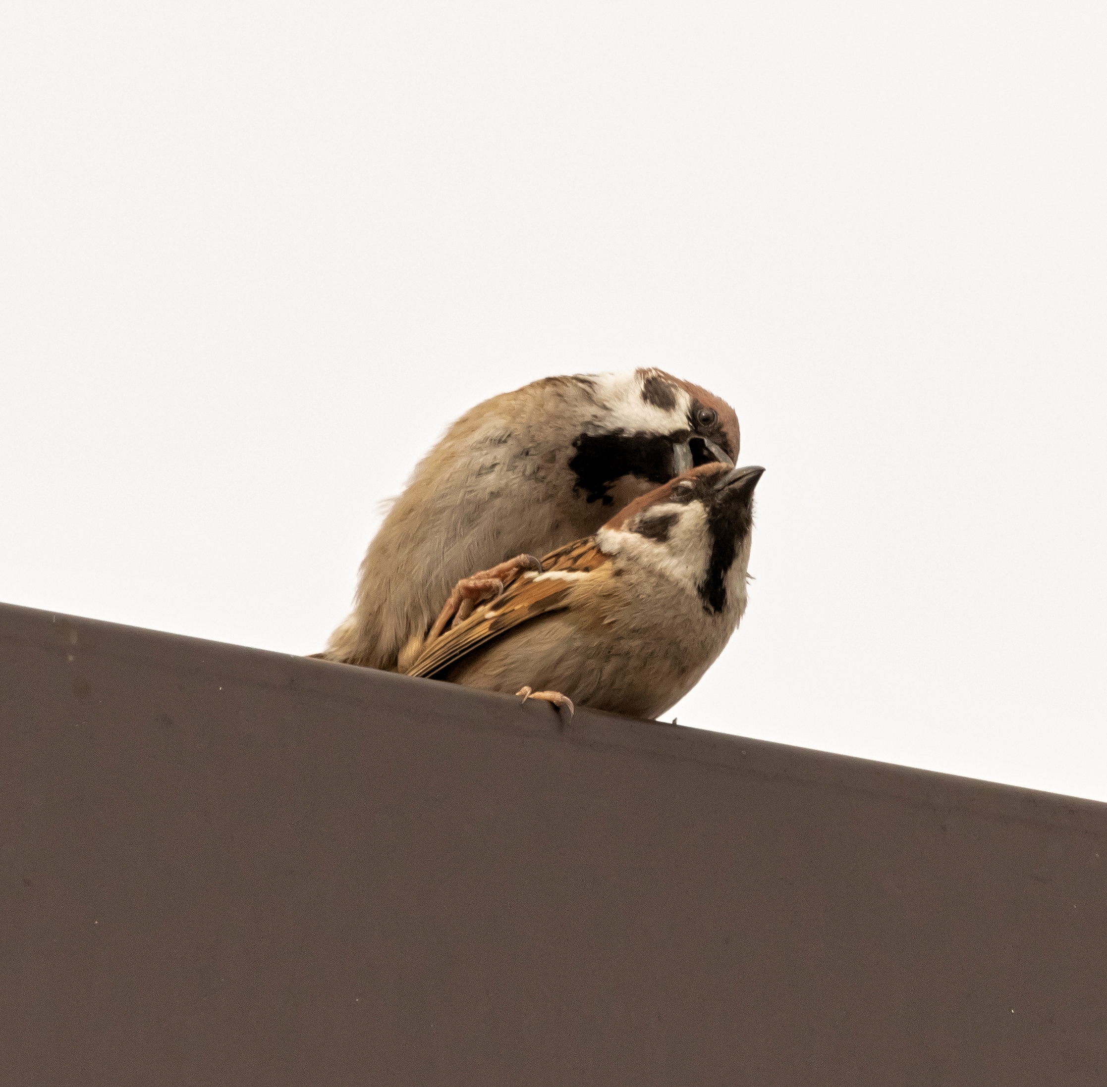 2 Mattugia flounder in mating 21/04/22
