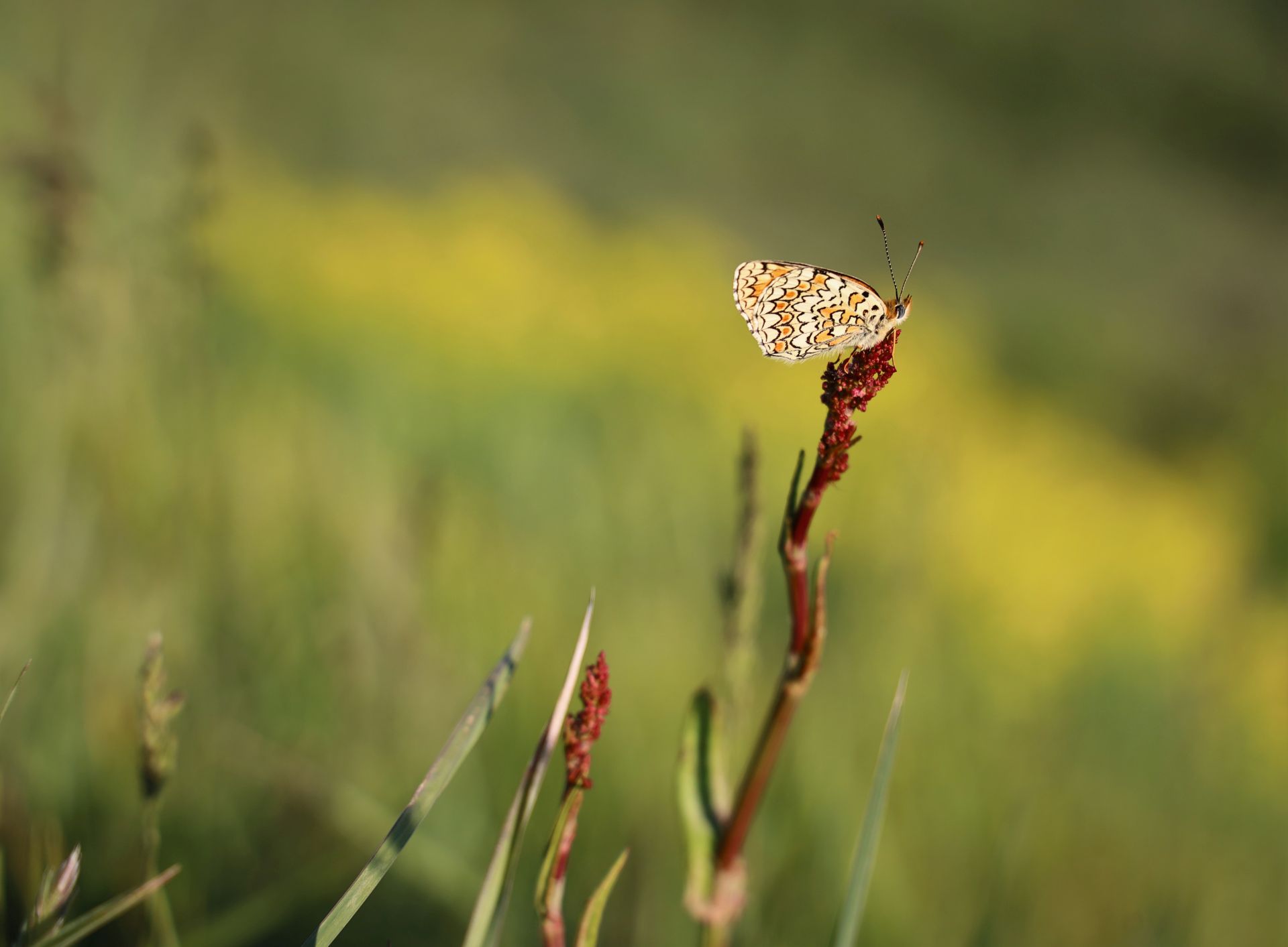 borboleta - little butterfly