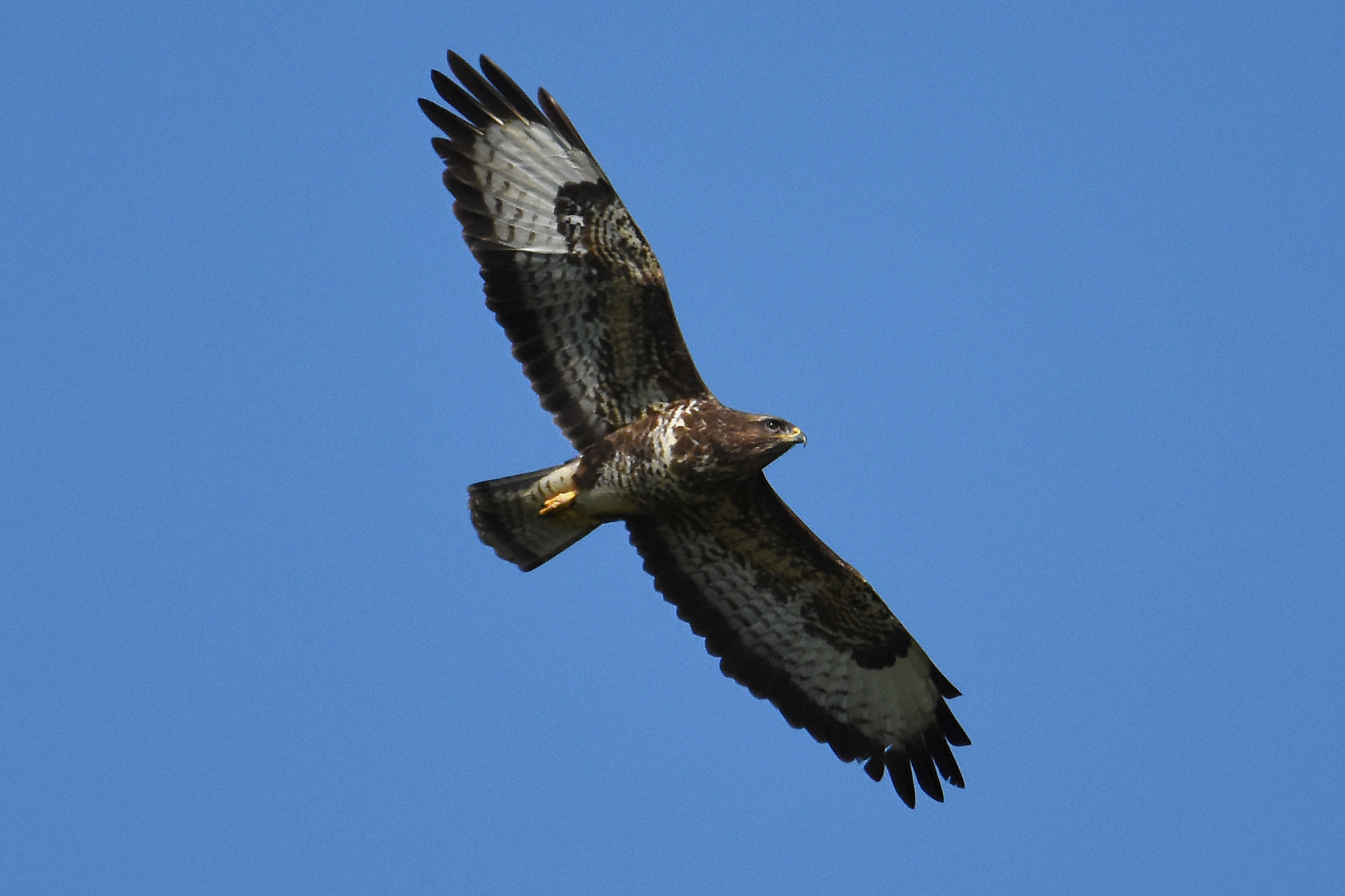 BUZZARD