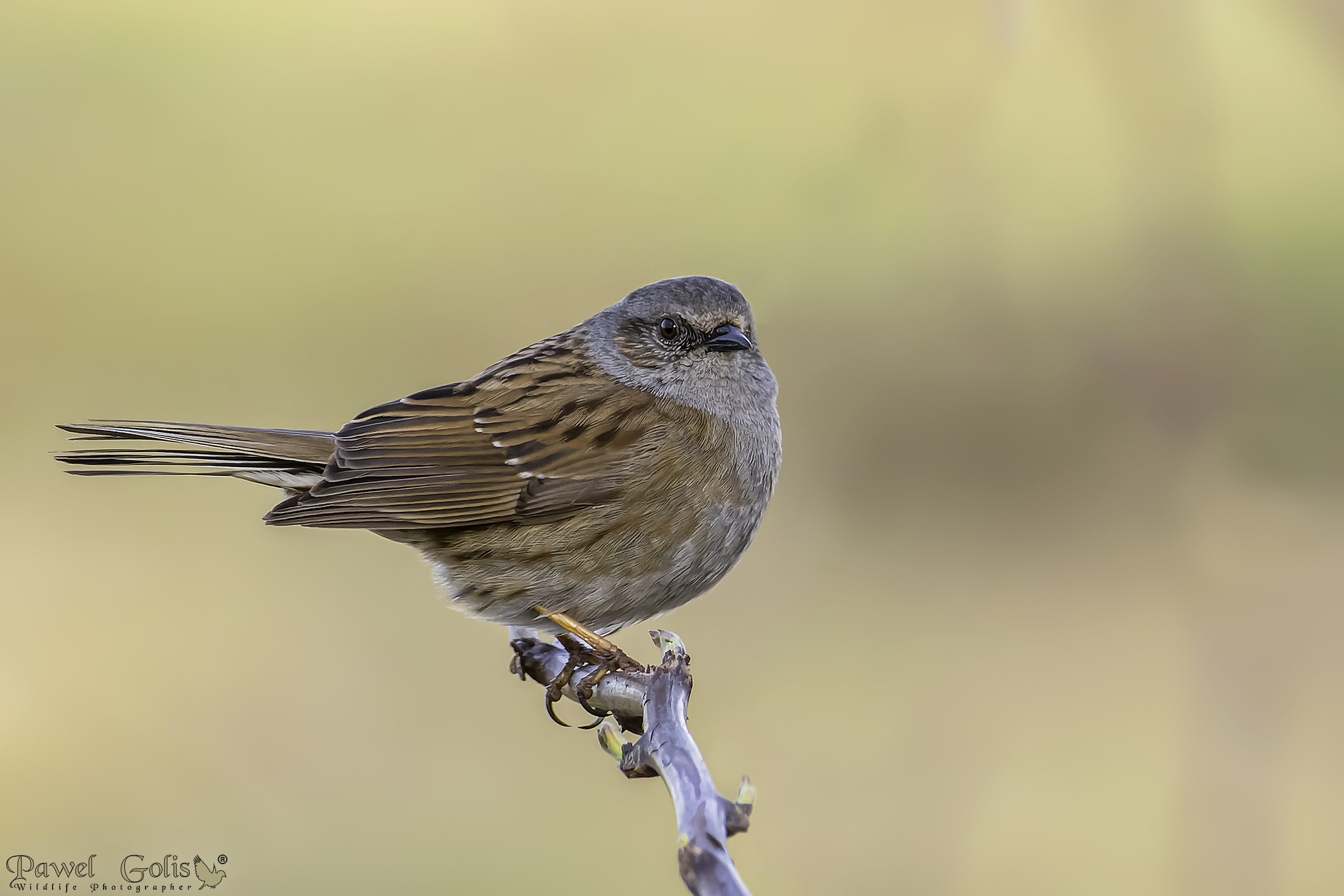Dunnock (Prunella modularis)