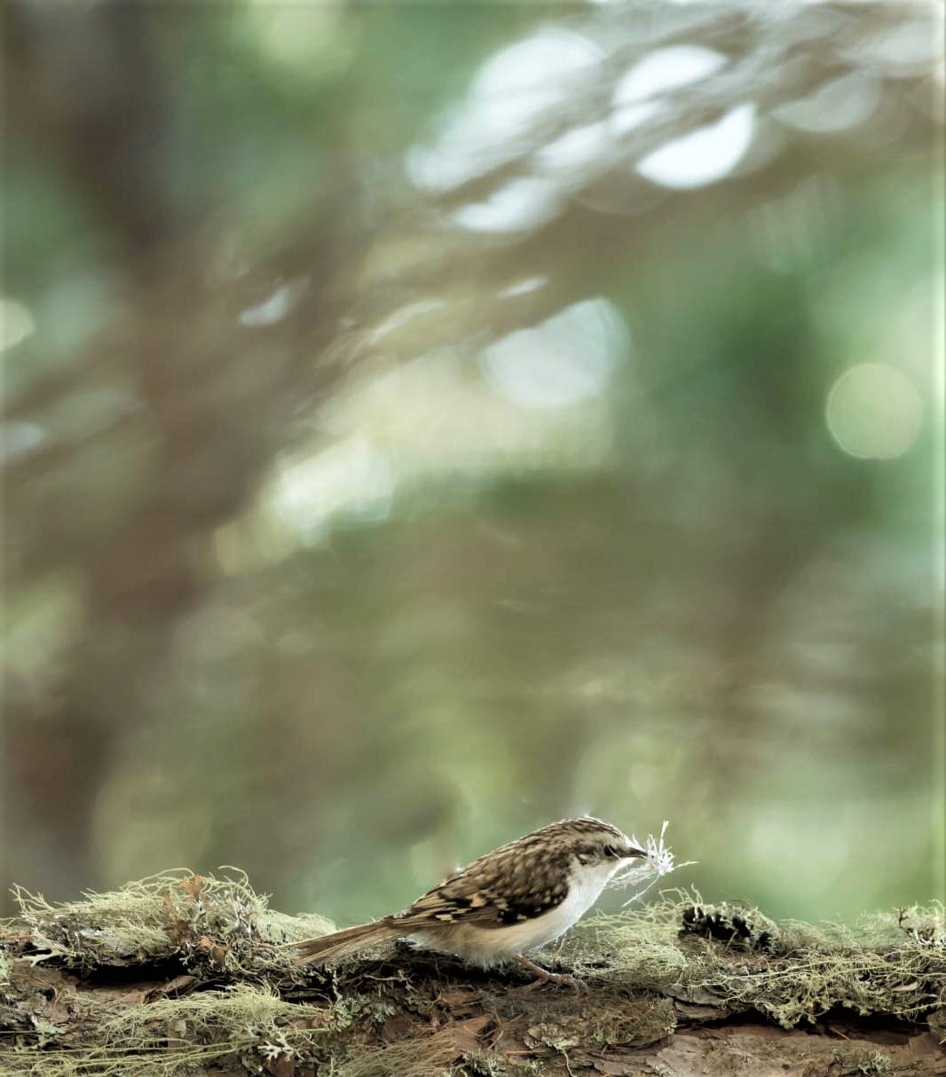 Feather battufle - 3 -