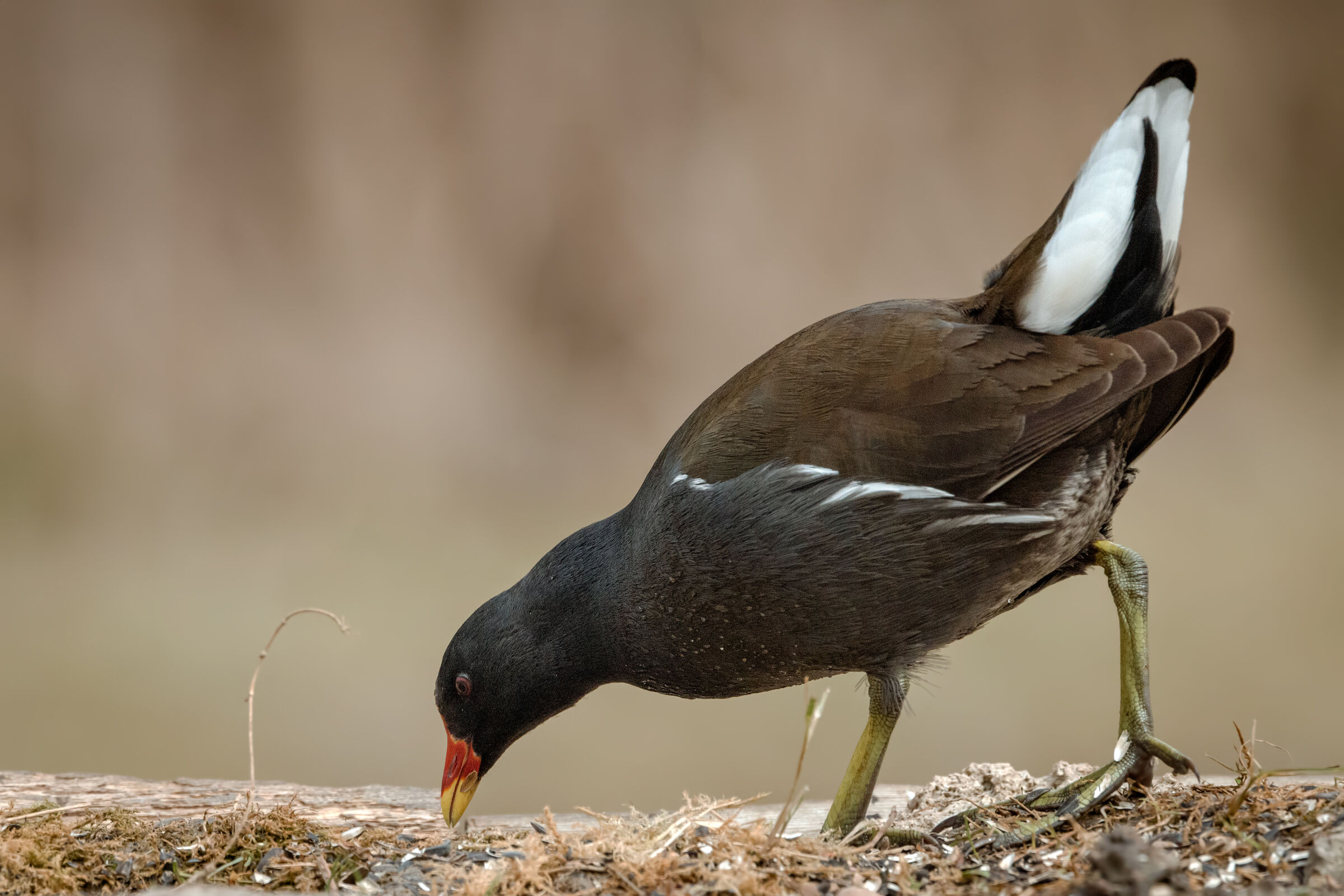 Moorhen