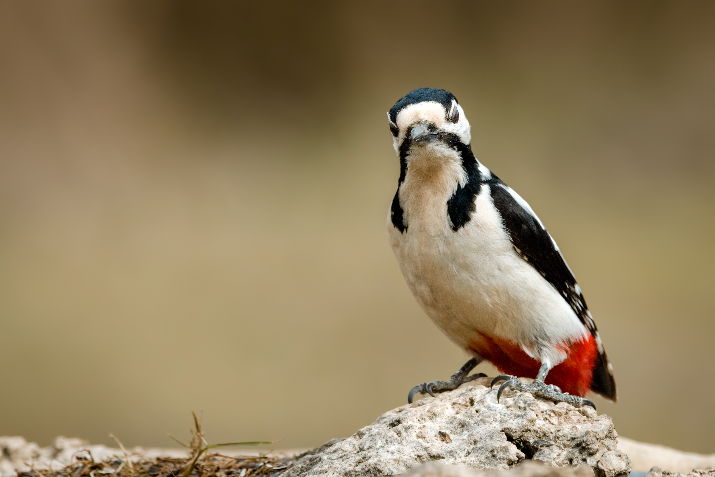 inca**ato like a woodpecker (idioms)