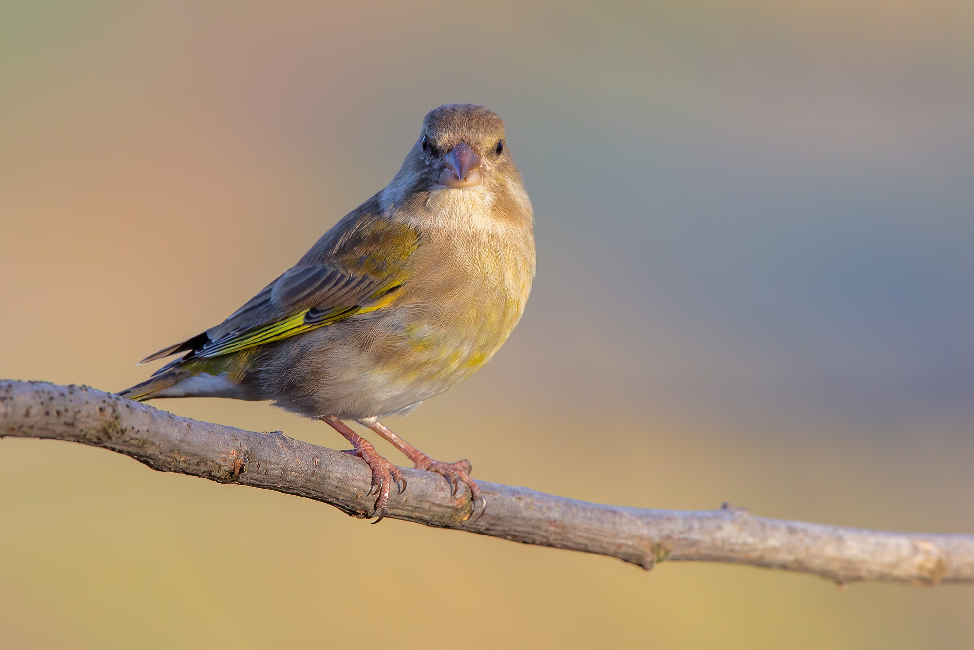 Greenfinch