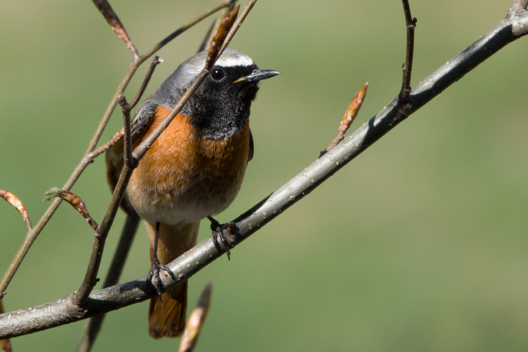 Codirosso comune (Phoenicurus phoenicurus)