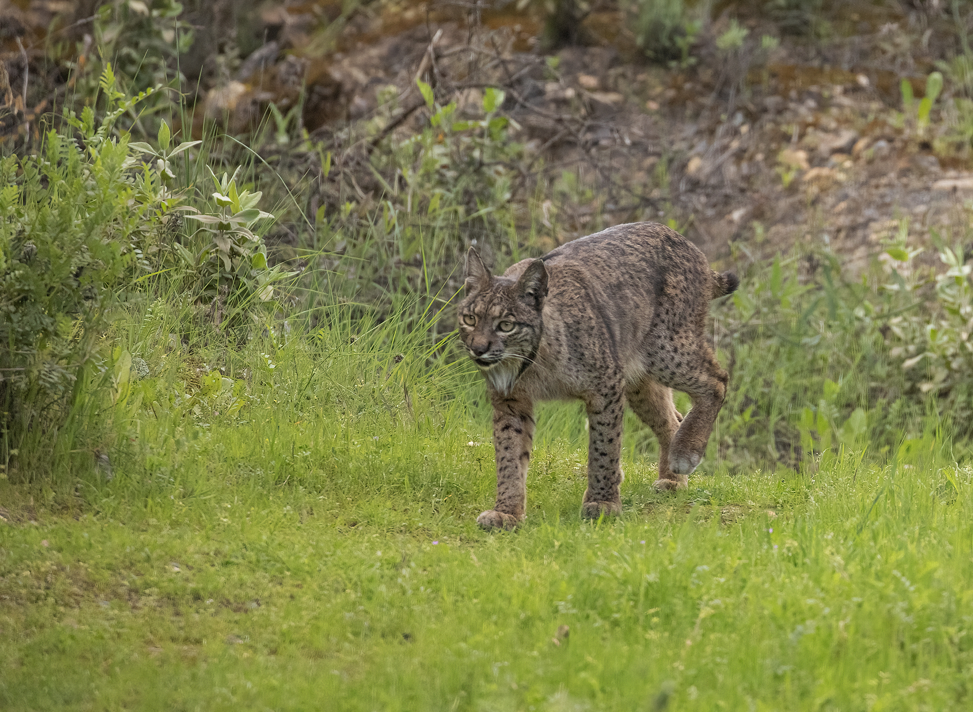 lince iberica