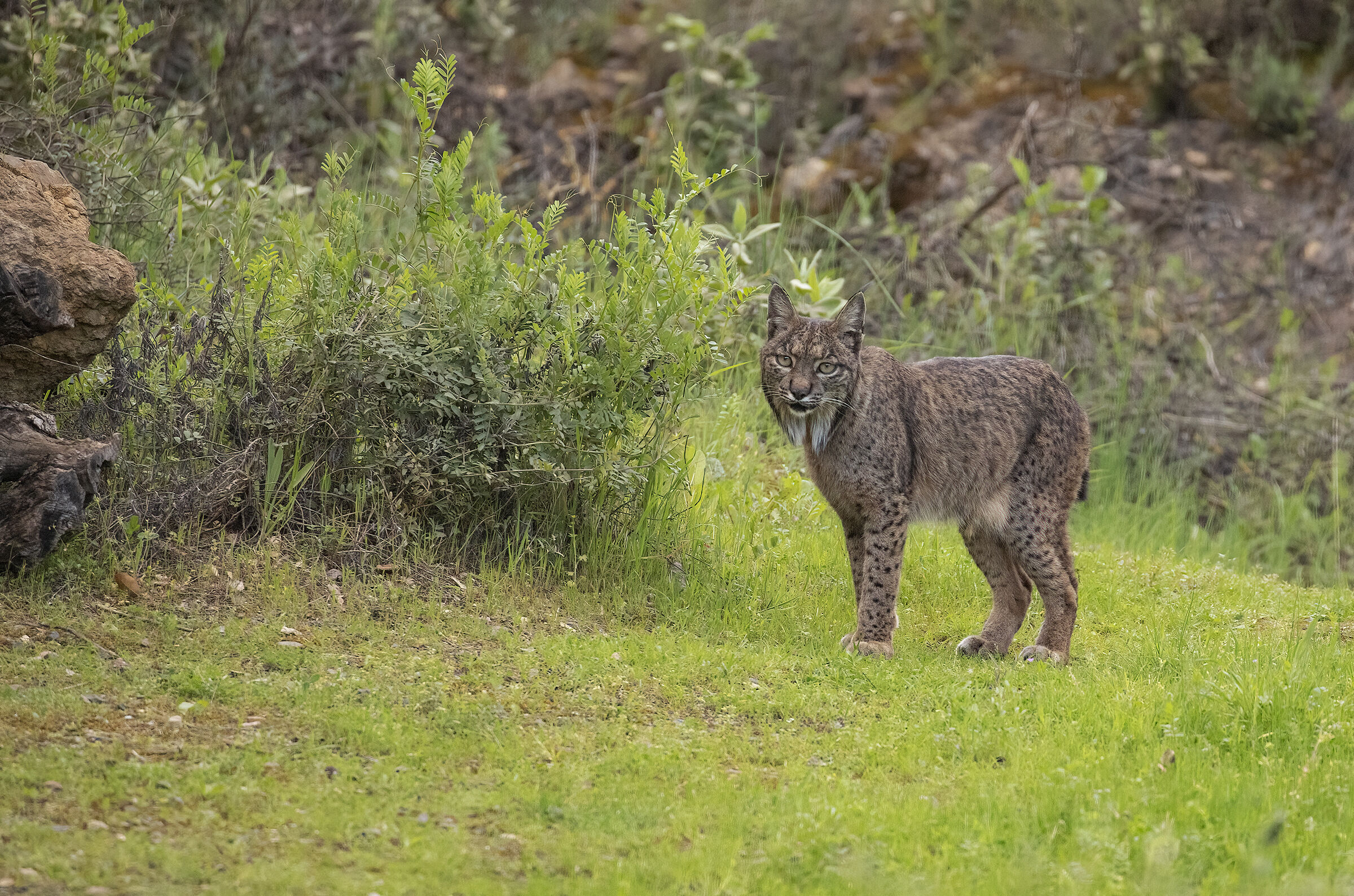 lince iberica
