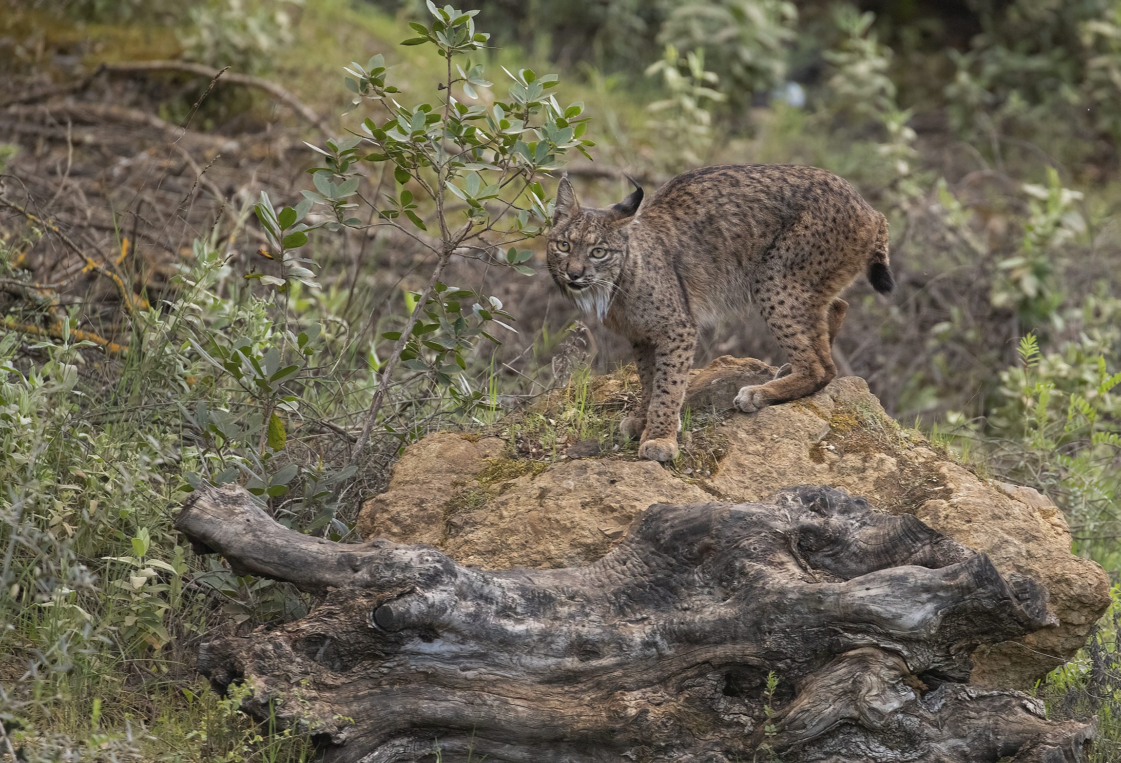 Iberian lynx