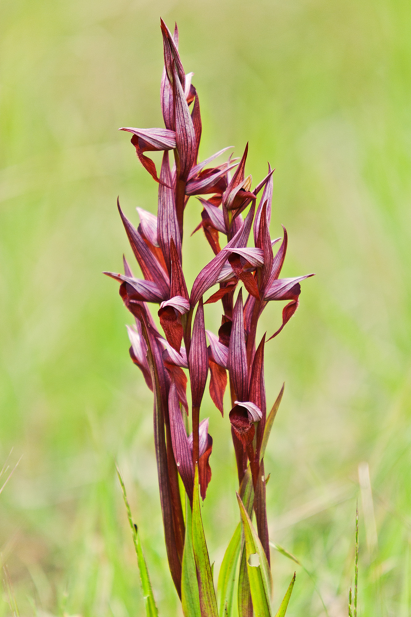 Serapias vomeracea (Burm. f.) Briq., 1910 - Orchidaceae