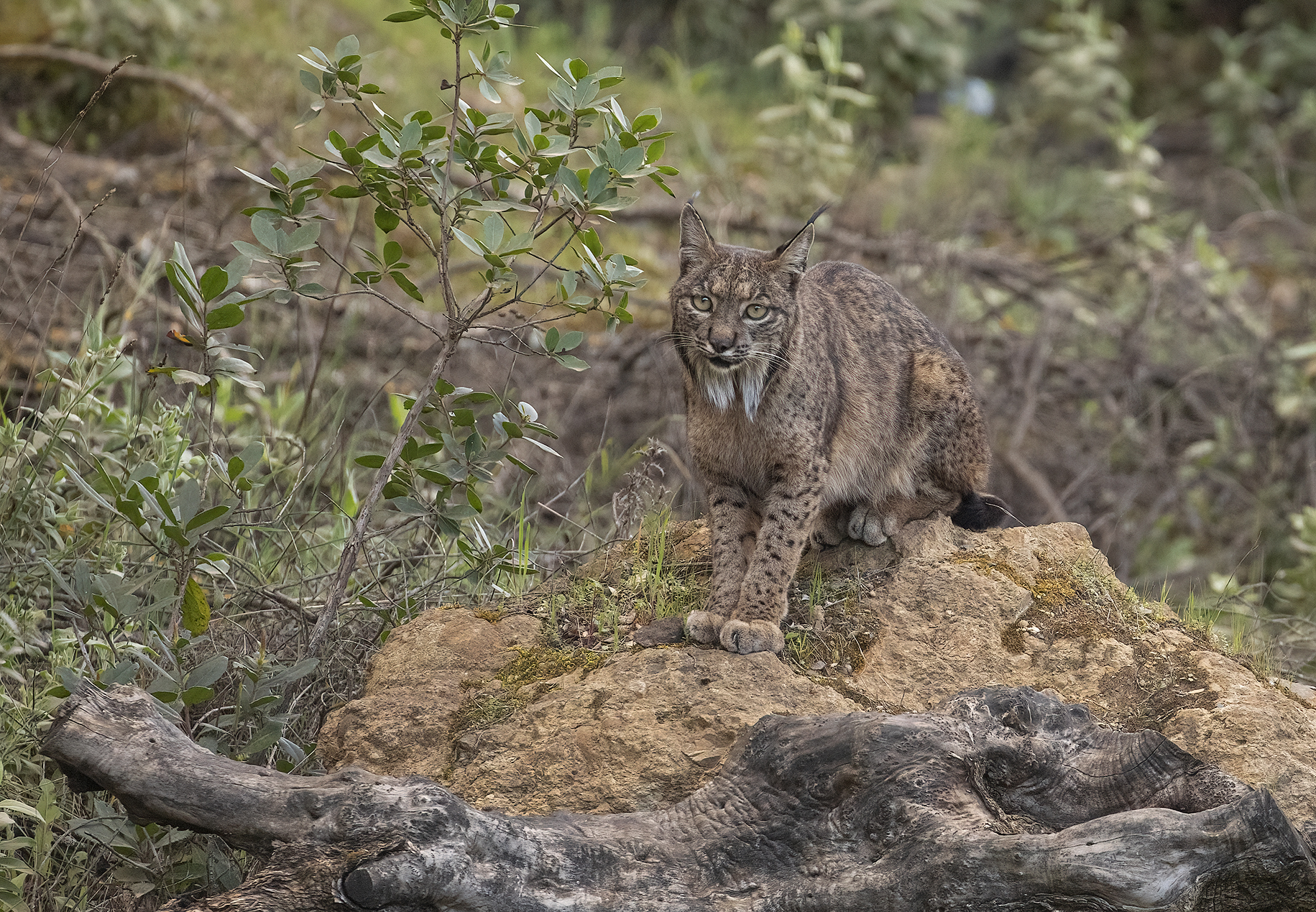 lince iberica