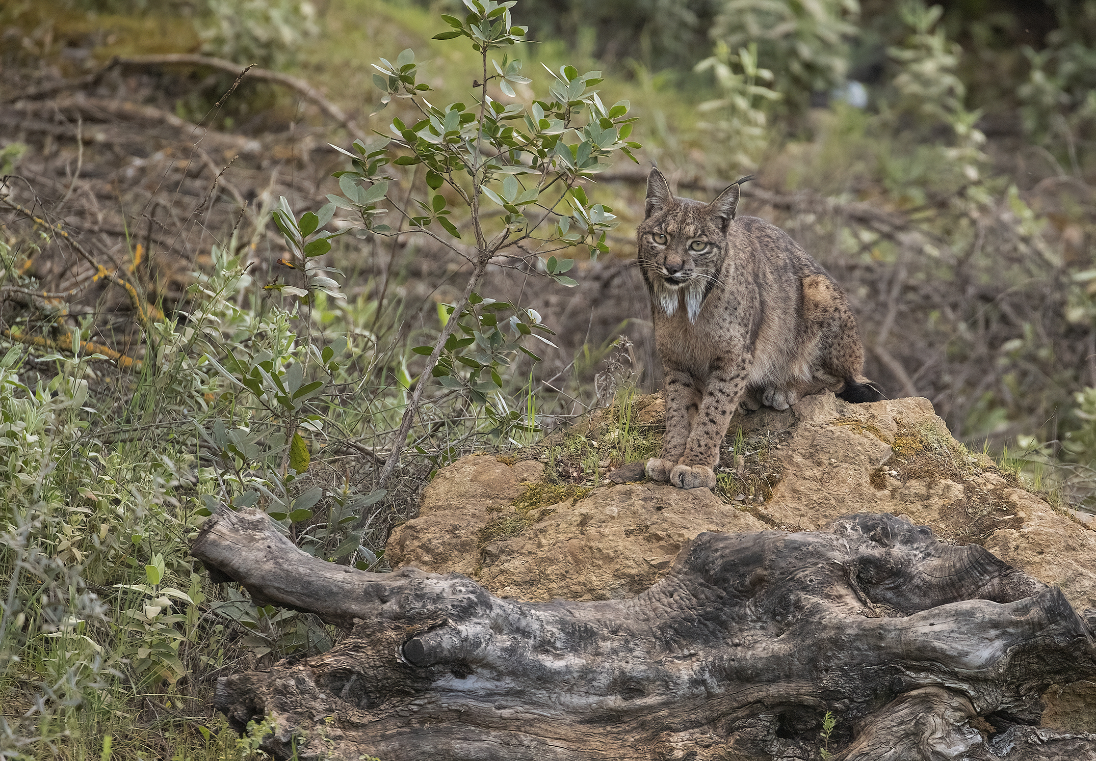 lince iberica