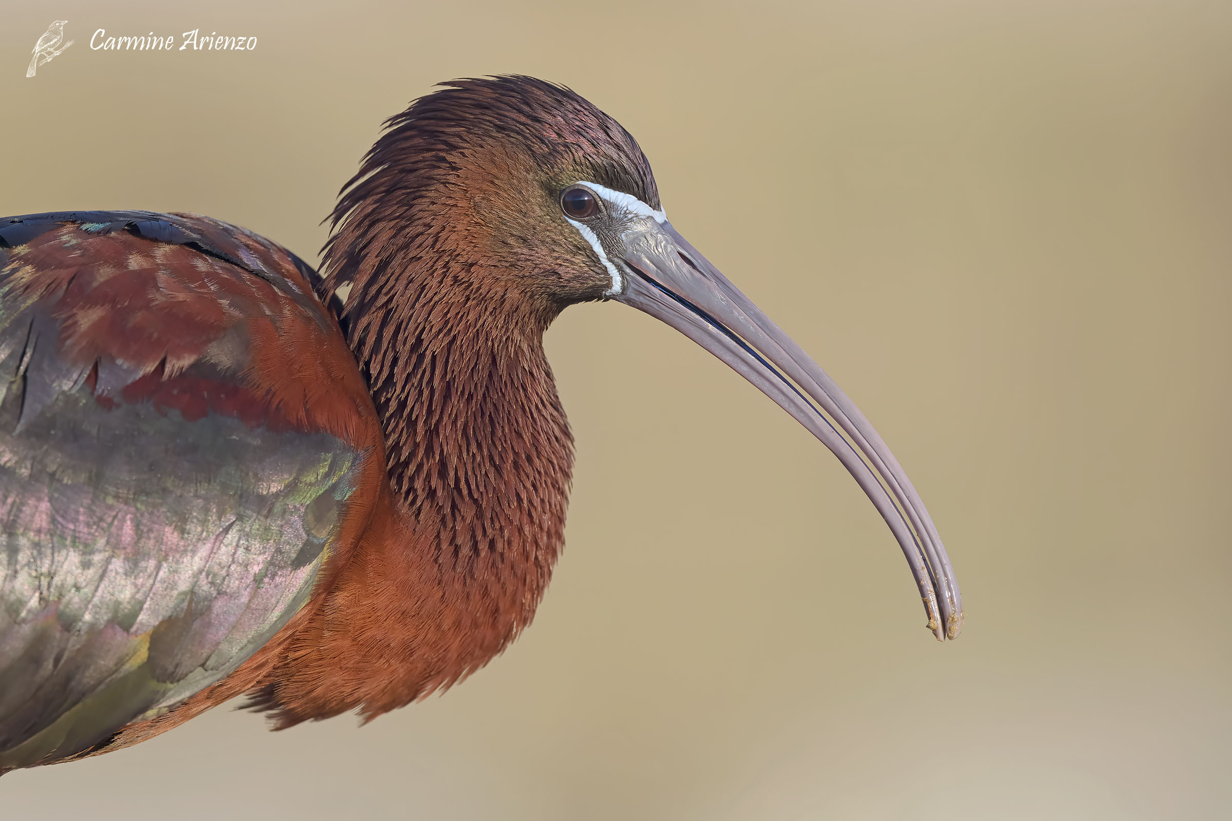 Mignattaio ( Plegadis Falcinellus )