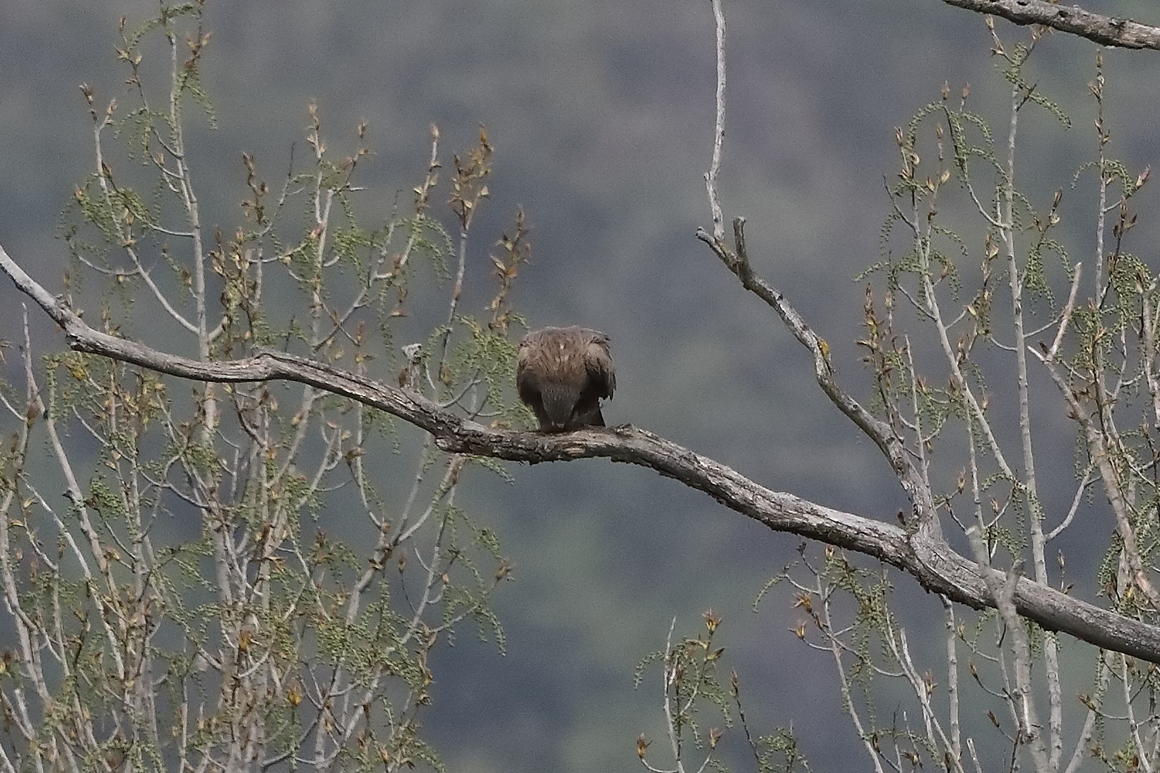 black kite 07-04-2022