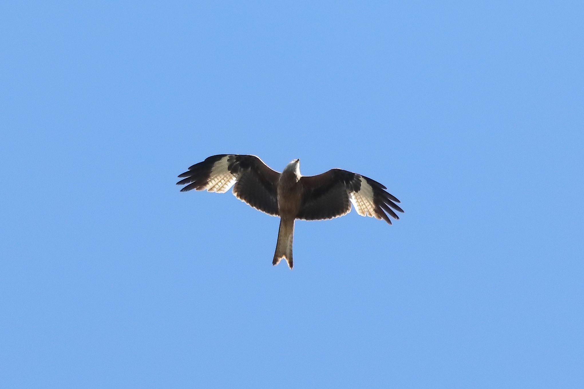 red kite 10-04-2022