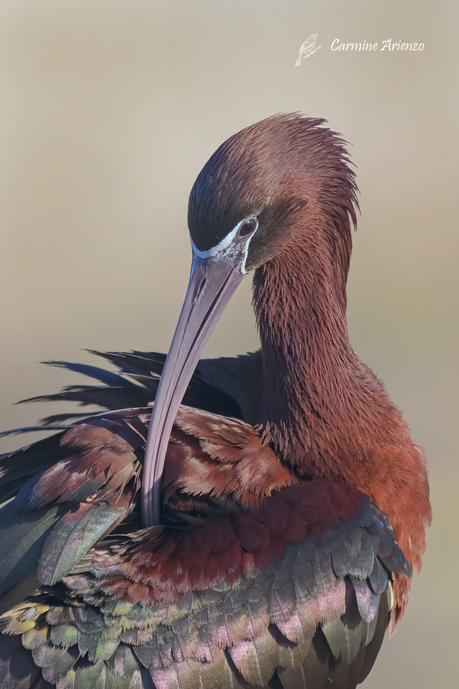 Mignattaio ( Plegadis Falcinellus )