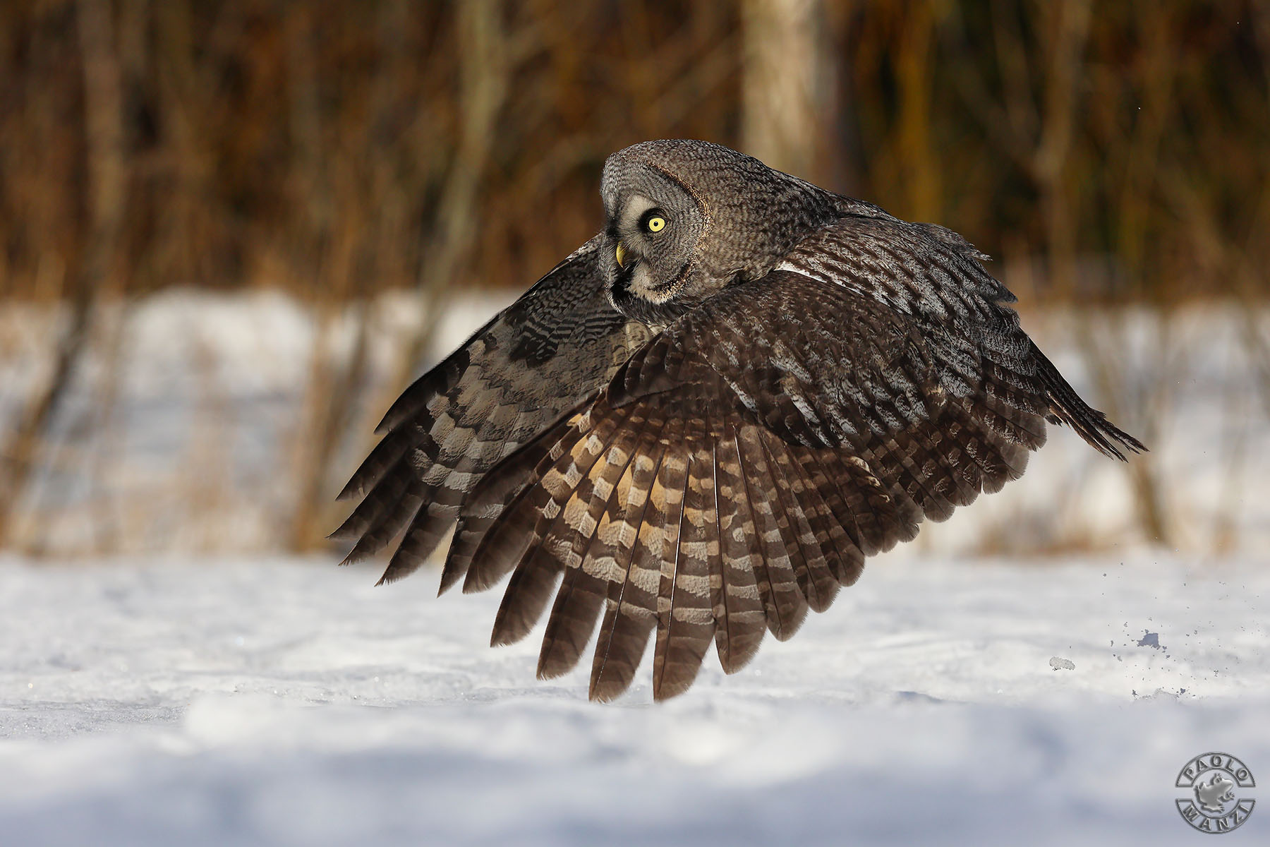 Lapland Owl