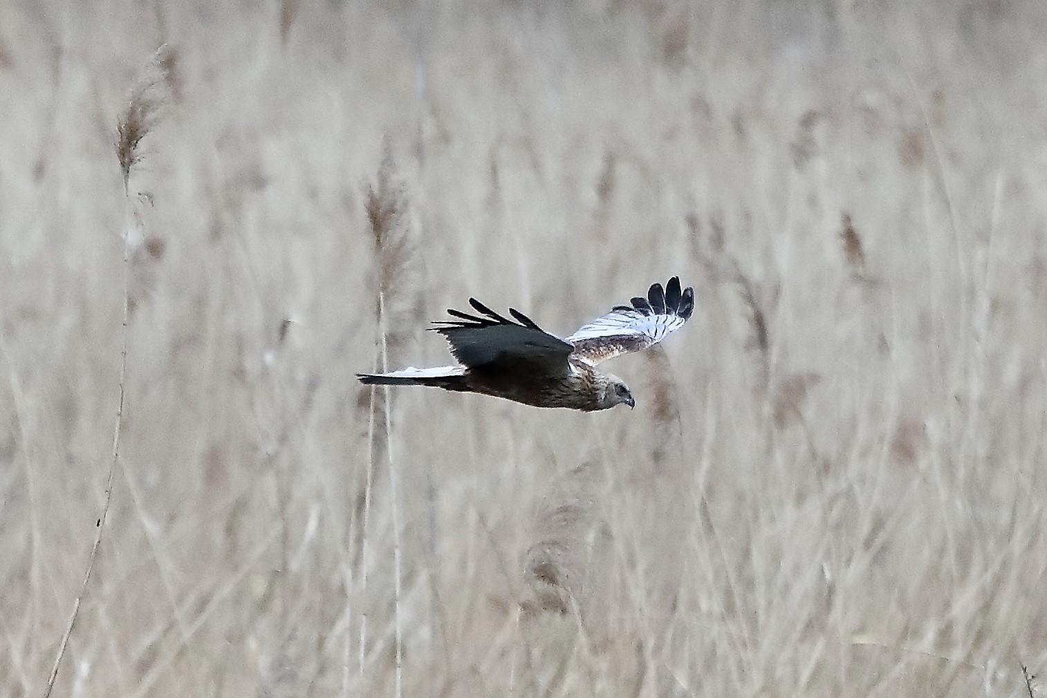 marsh harrier 04-04-2022