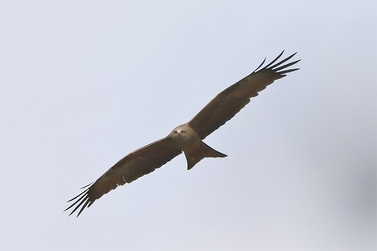 Black kite 04-04-2022
