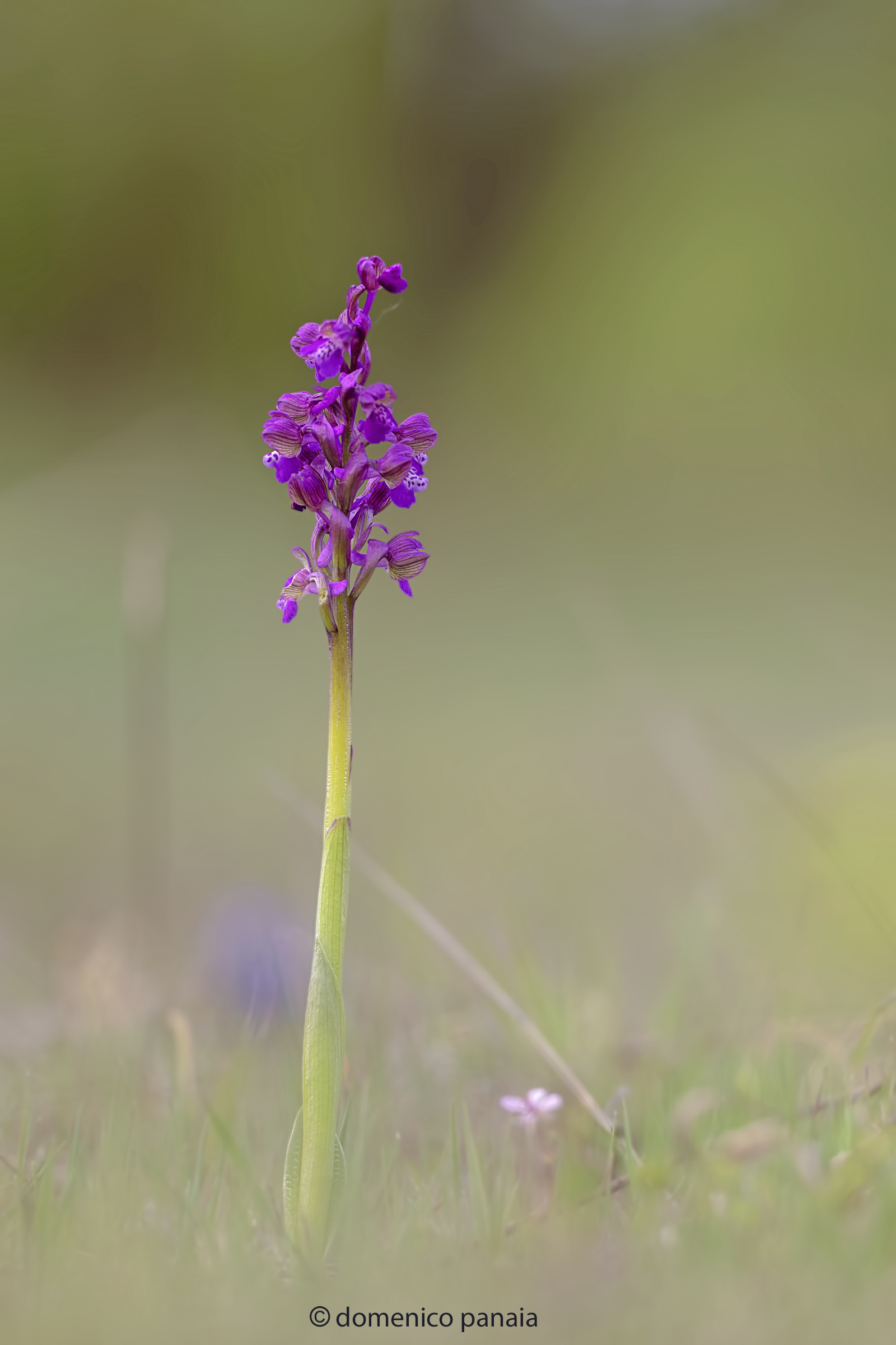 Anacamptis morio