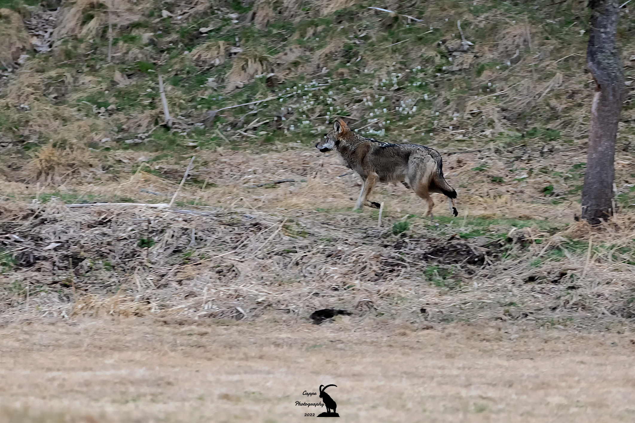 Lupo Italiano (Canis Lupus Italicus - A.)