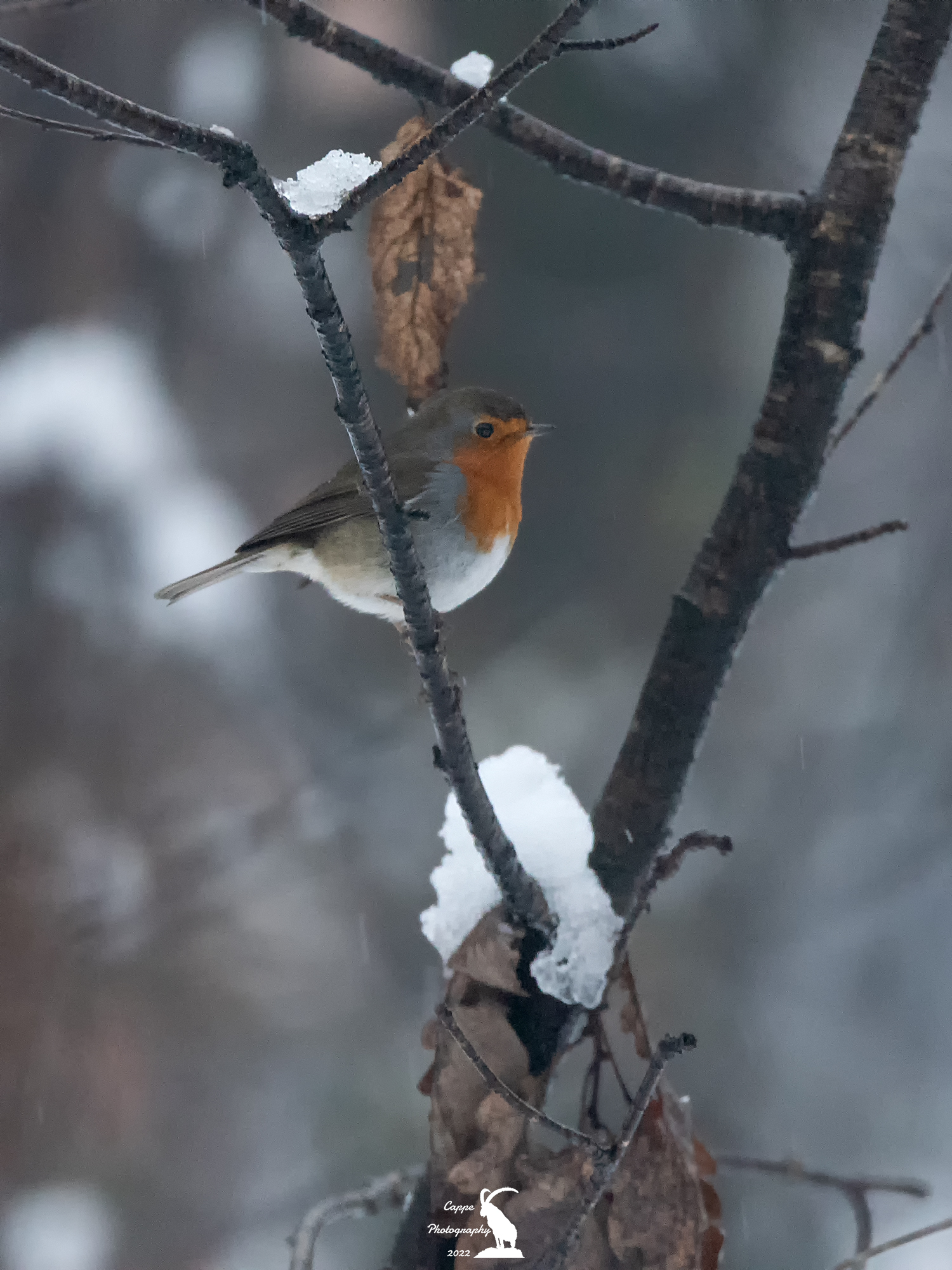 Pettirosso (Erithacus Rubecula - L.)