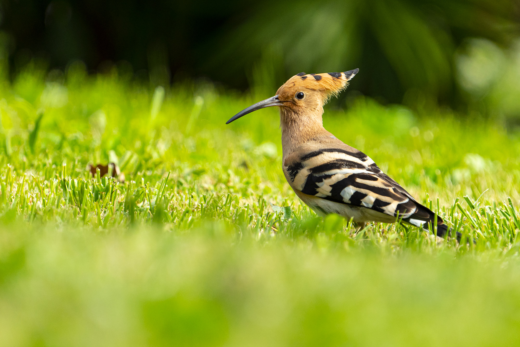 Hoopoe