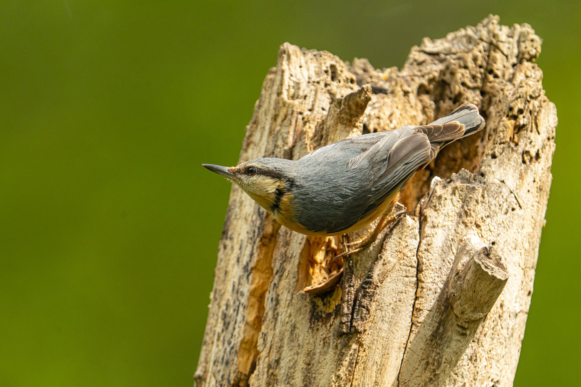 Wood nuthatch