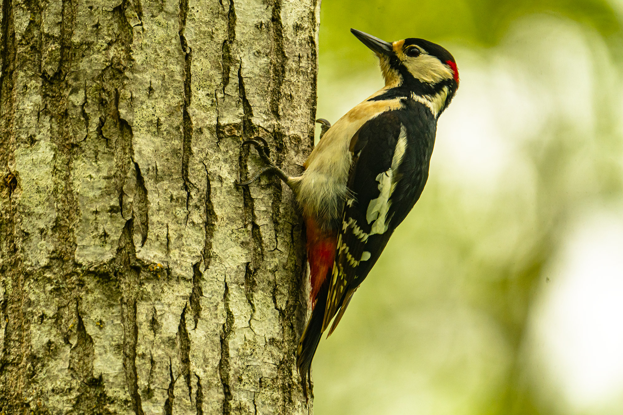 Greater red woodpecker