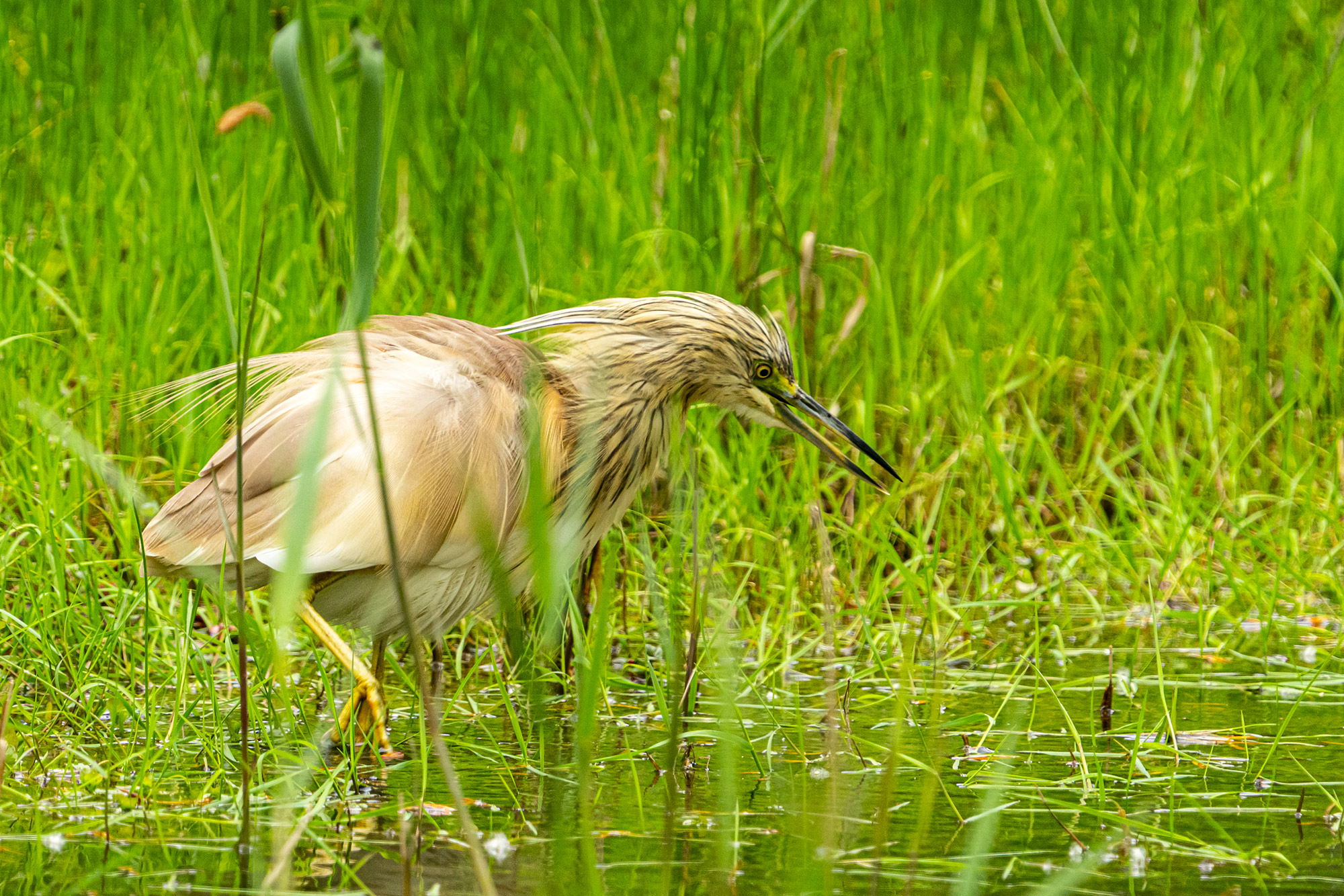 Squacco heron