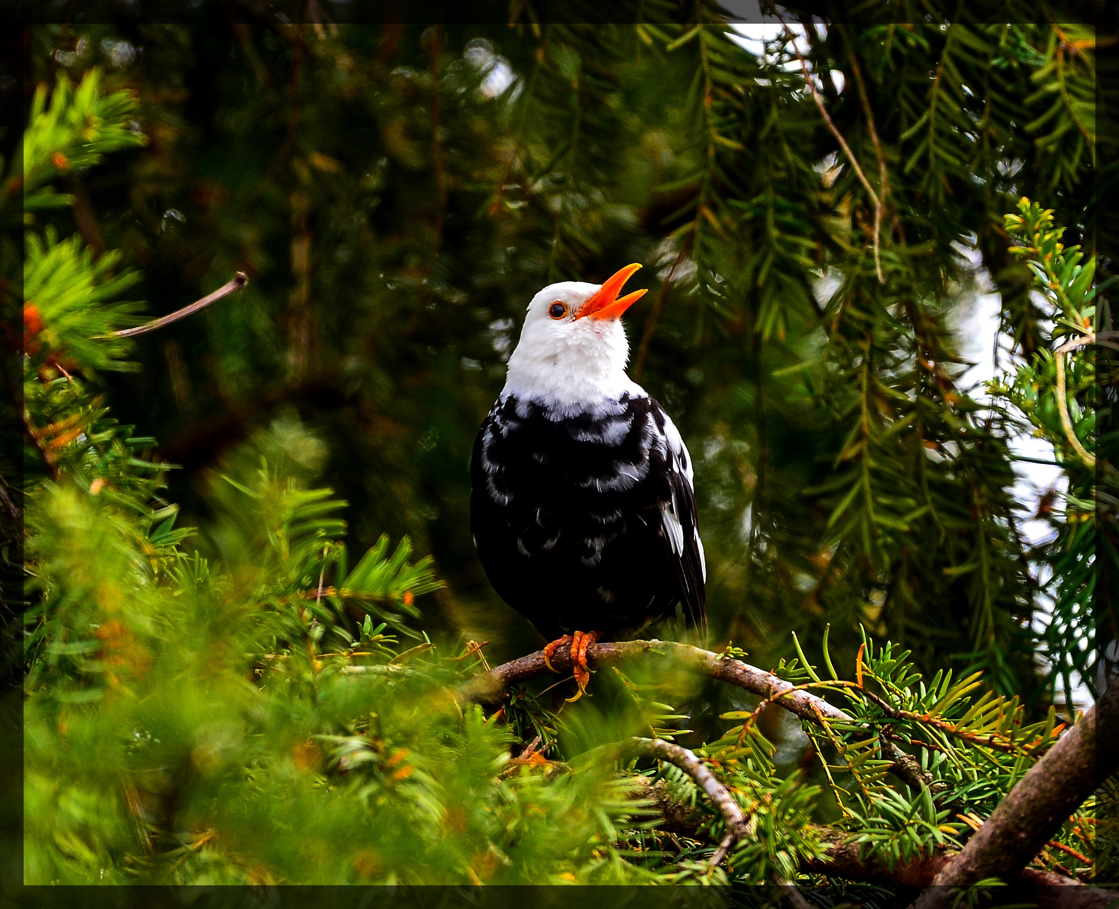 THE WHITE BLACKBIRD