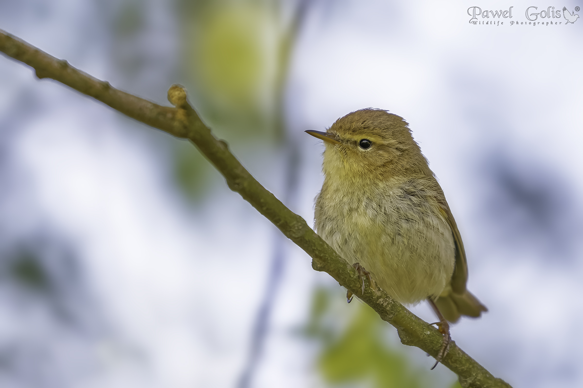Chiffchaff comune (Phylloscopus collybita)